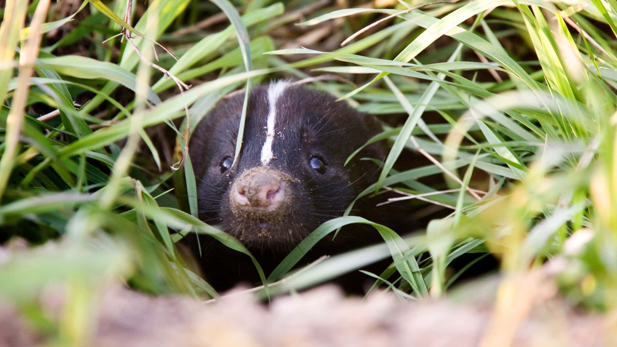 skunk, tall green grass, white stripe down its head, Full HD Desktop Wallpaper