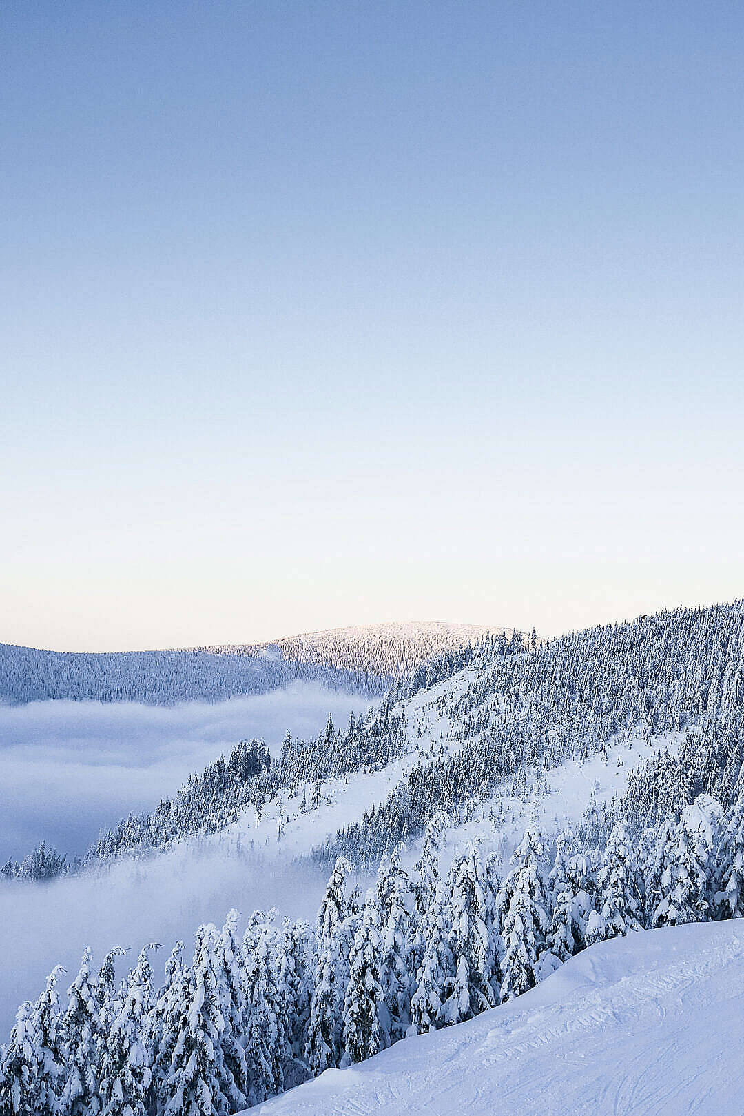 Sky HD, snowy forest, snow-covered pine trees, HD Phone Wallpaper