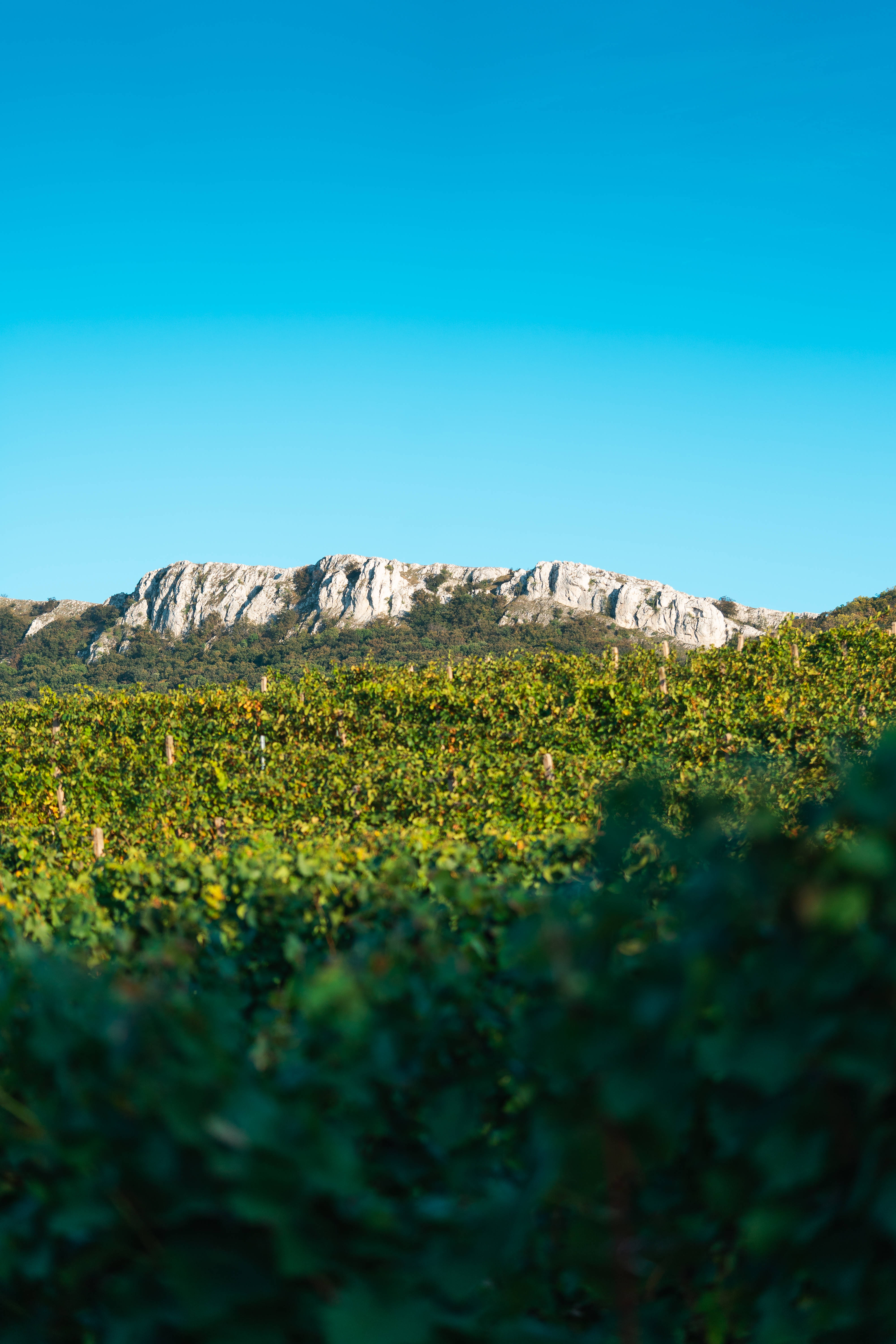 Sky HD, vineyard, grapevines, 5K Phone Wallpaper