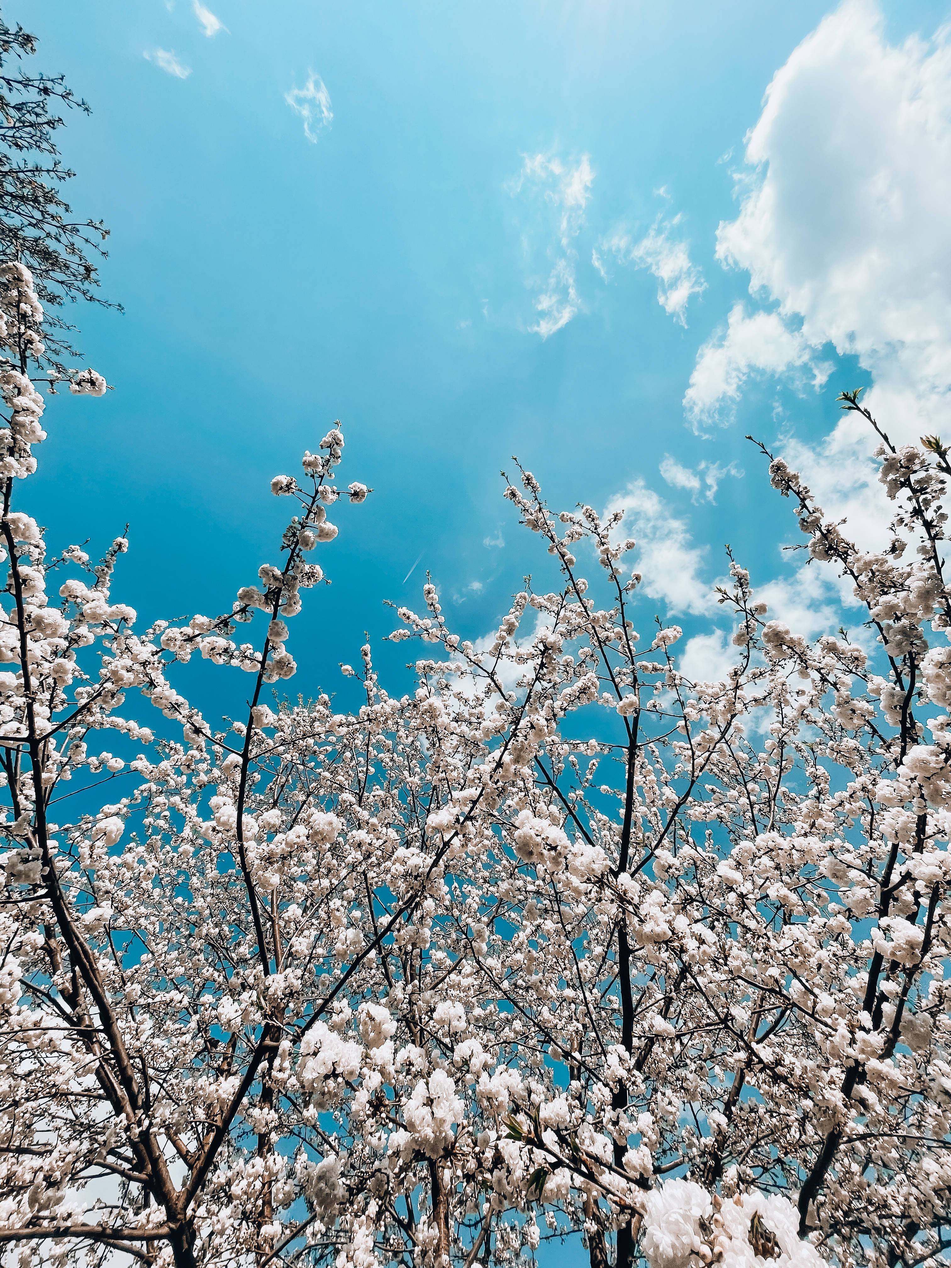 Sky HD, cherry blossoms, white blossoms, 4K Phone Wallpaper