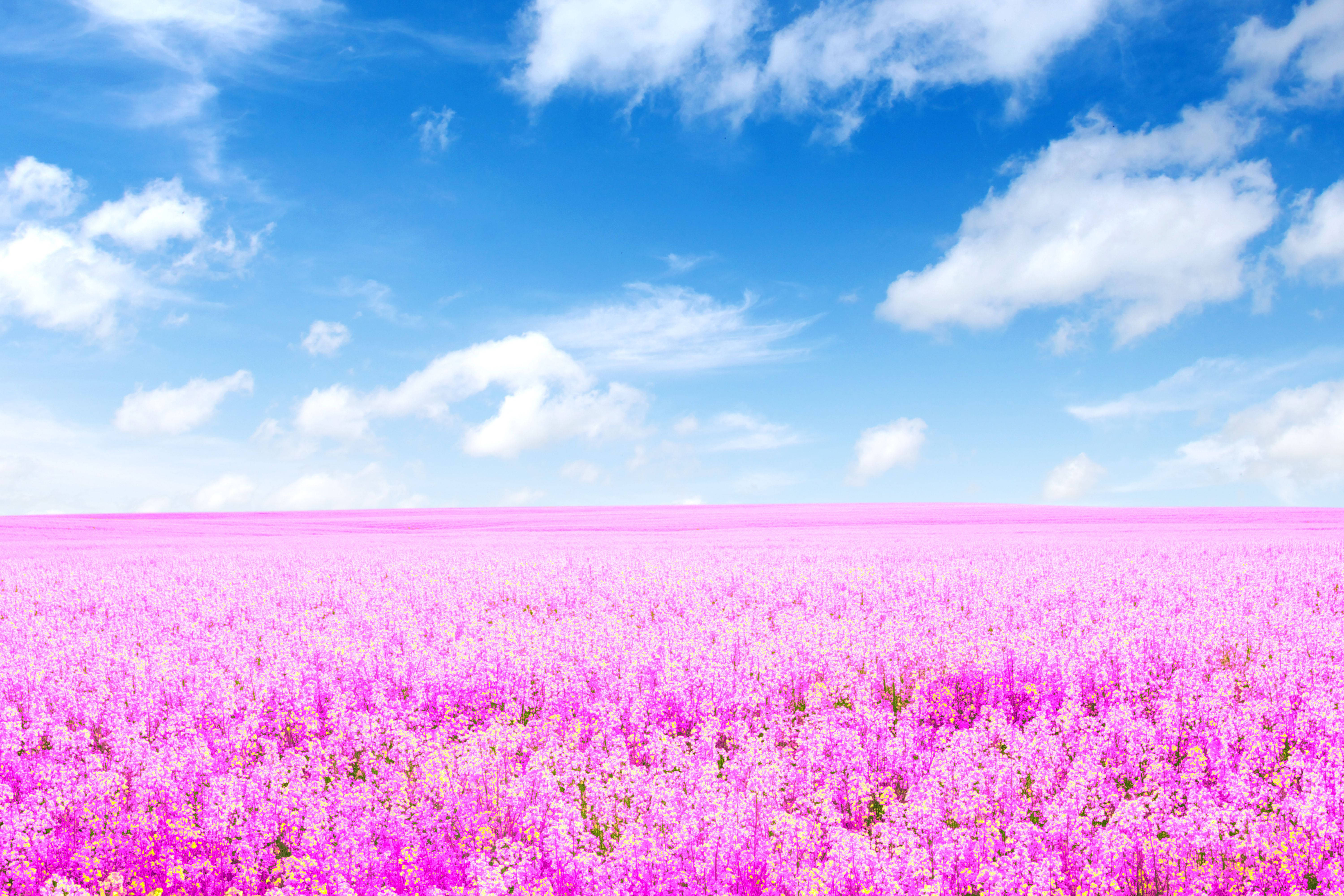 4K landscape, lavender field, pink flowers, 5K Desktop Wallpaper