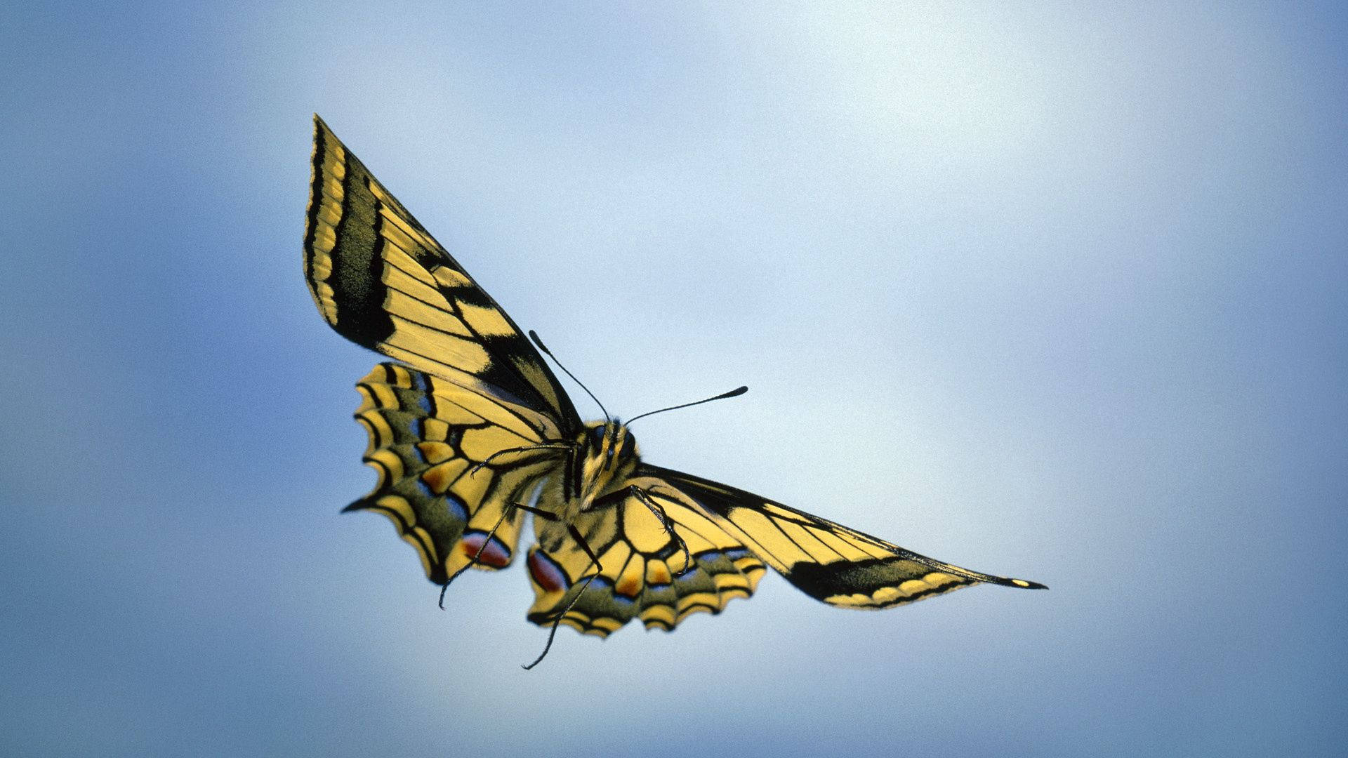 swallowtail butterfly, yellow and black, soft blue sky, Full HD Desktop Wallpaper