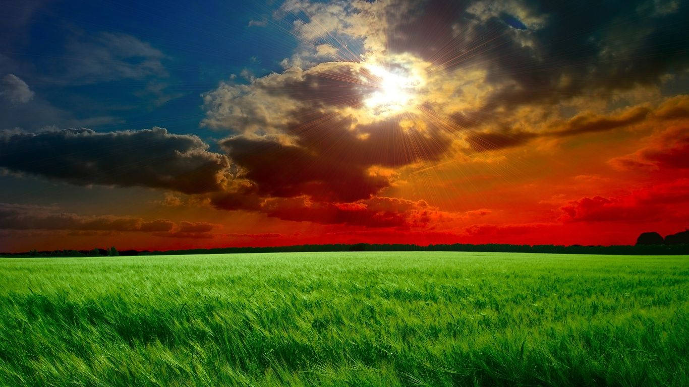 red sky, green grass, wheat field, HD Desktop Wallpaper