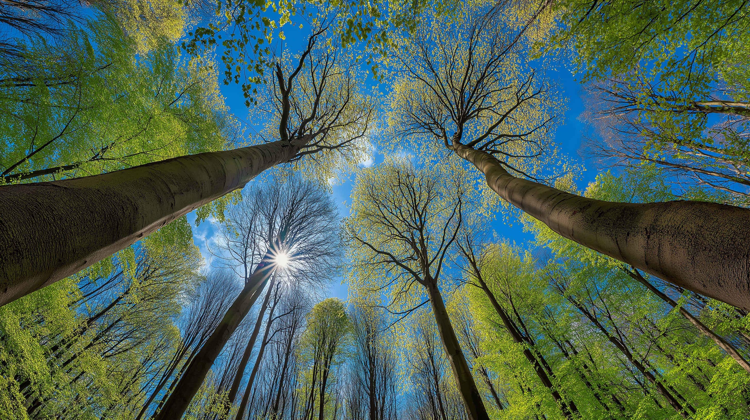 verdant spring forest canopy, sunburst, towering trees, 2K Desktop Wallpaper