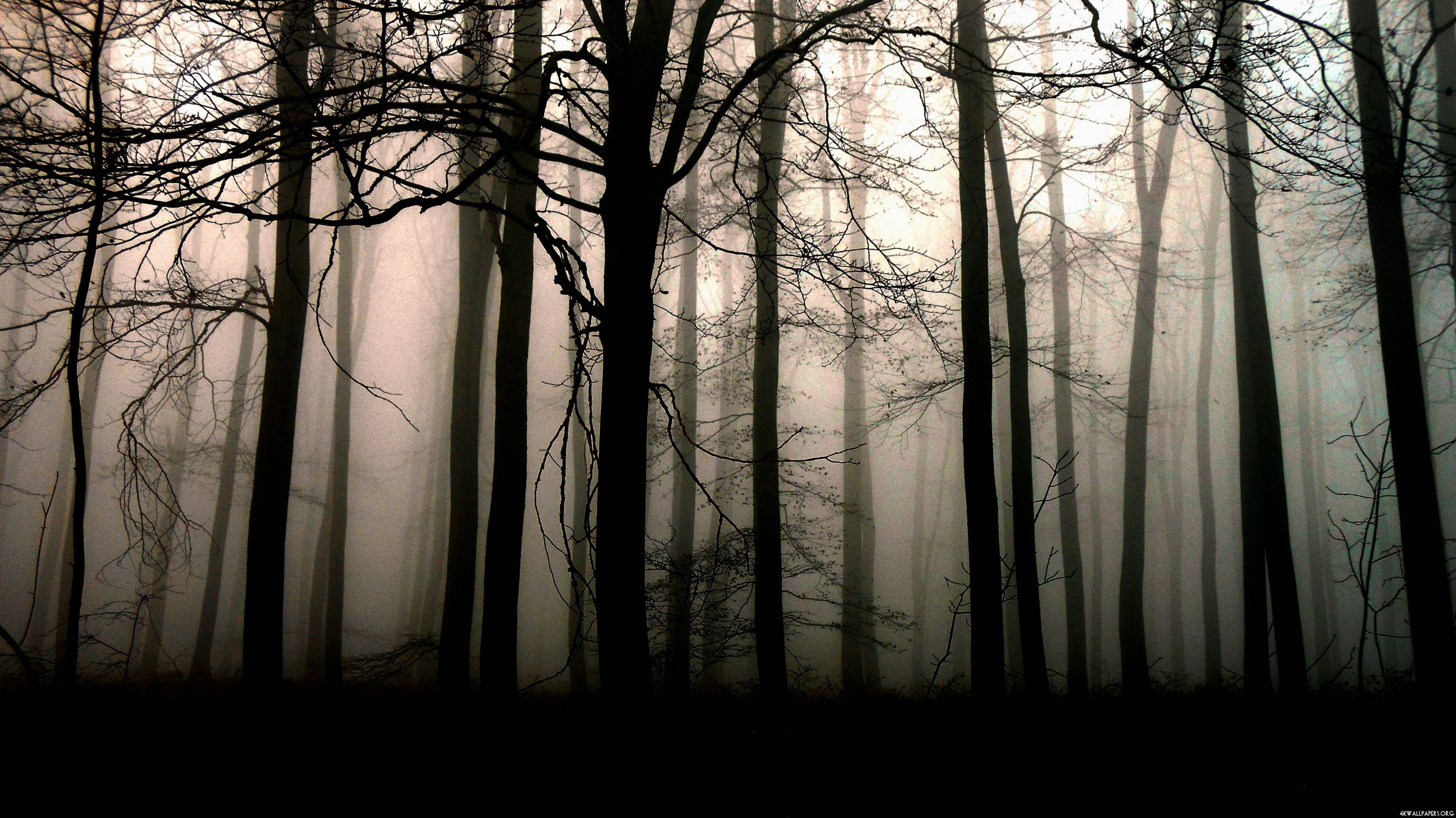 Solitude, Misty Dark Forest, Silhouetted trees, 4K Desktop Wallpaper