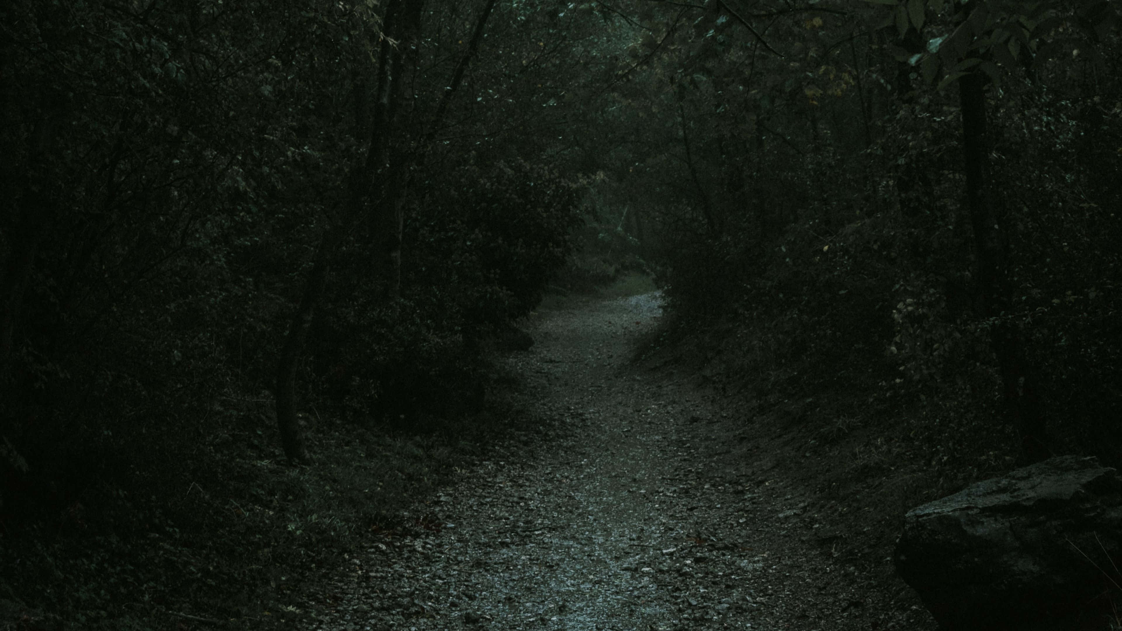 Solitude, gloomy, misty forest path, 4K Desktop Wallpaper