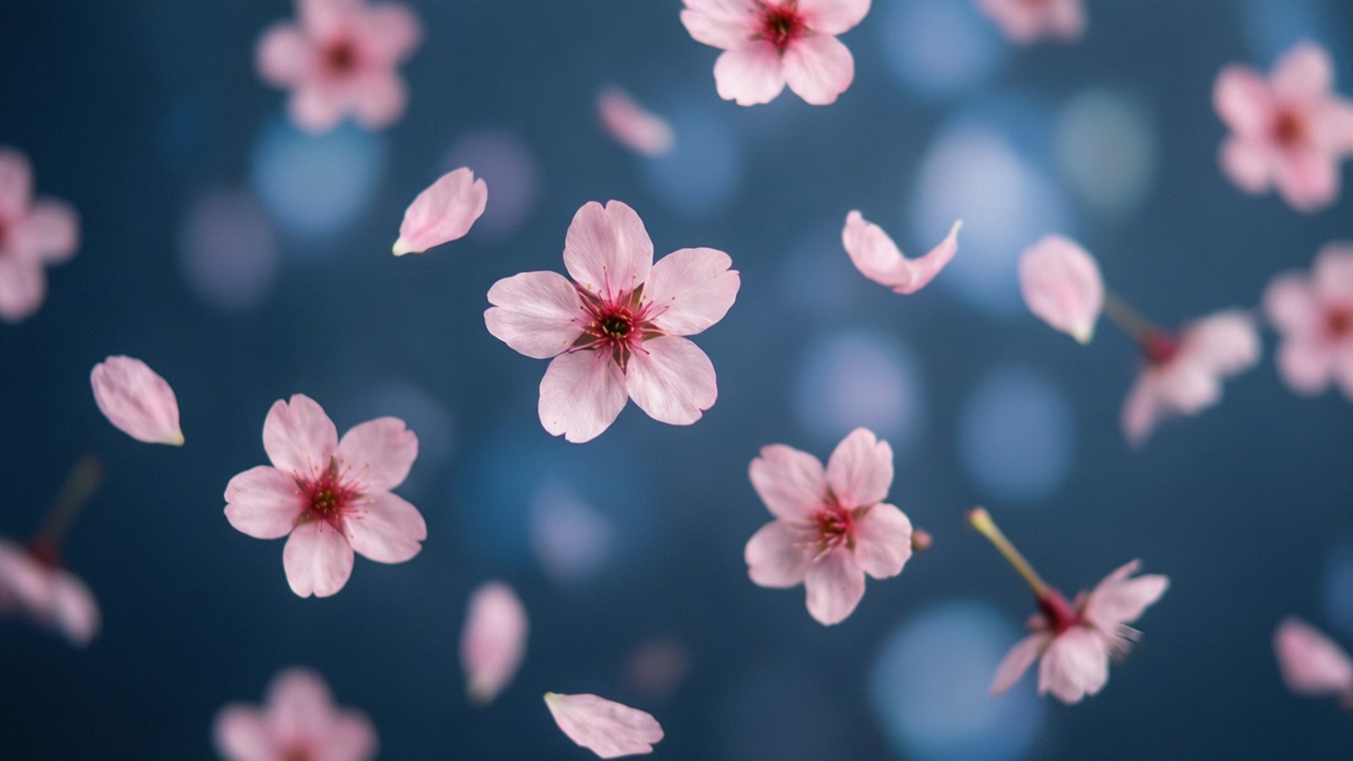 Slate Blue, cherry blossoms, cool slate blue backdrop, Full HD Desktop Wallpaper