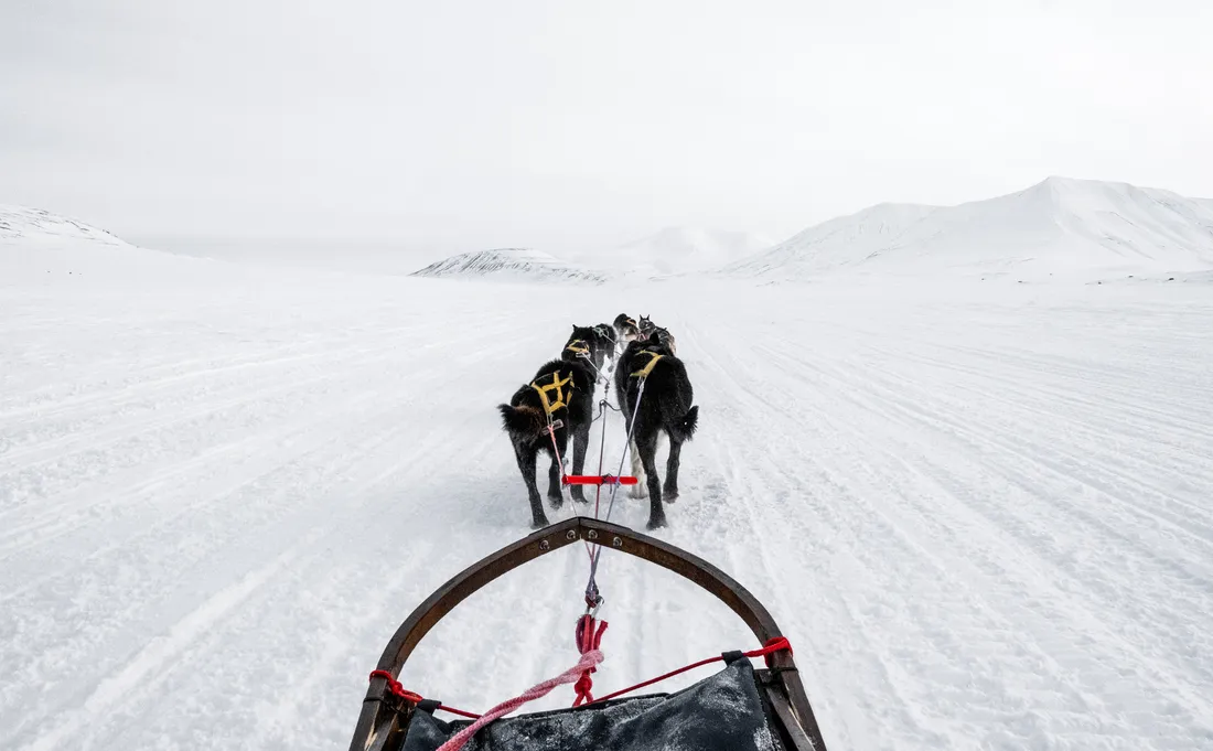 Sled Dogs