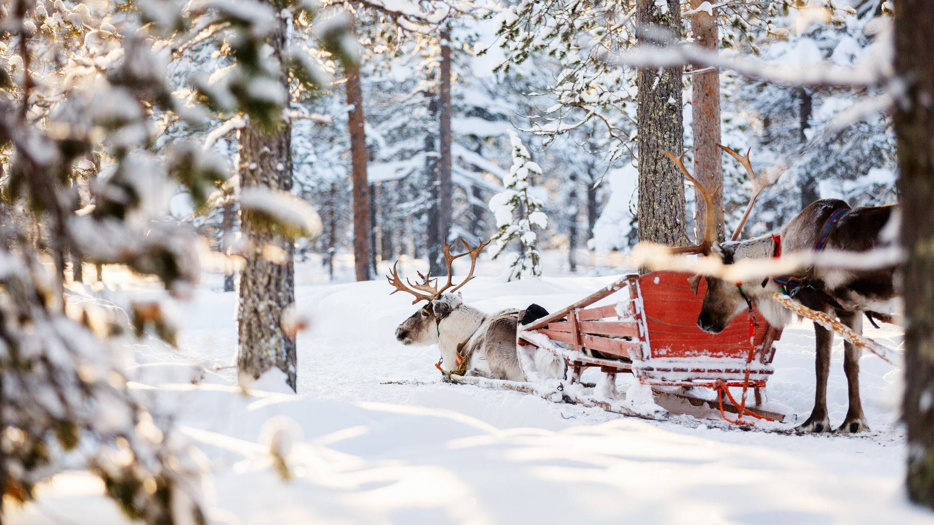 reindeers, red sled, sunlit snowy forest, Full HD Desktop Wallpaper