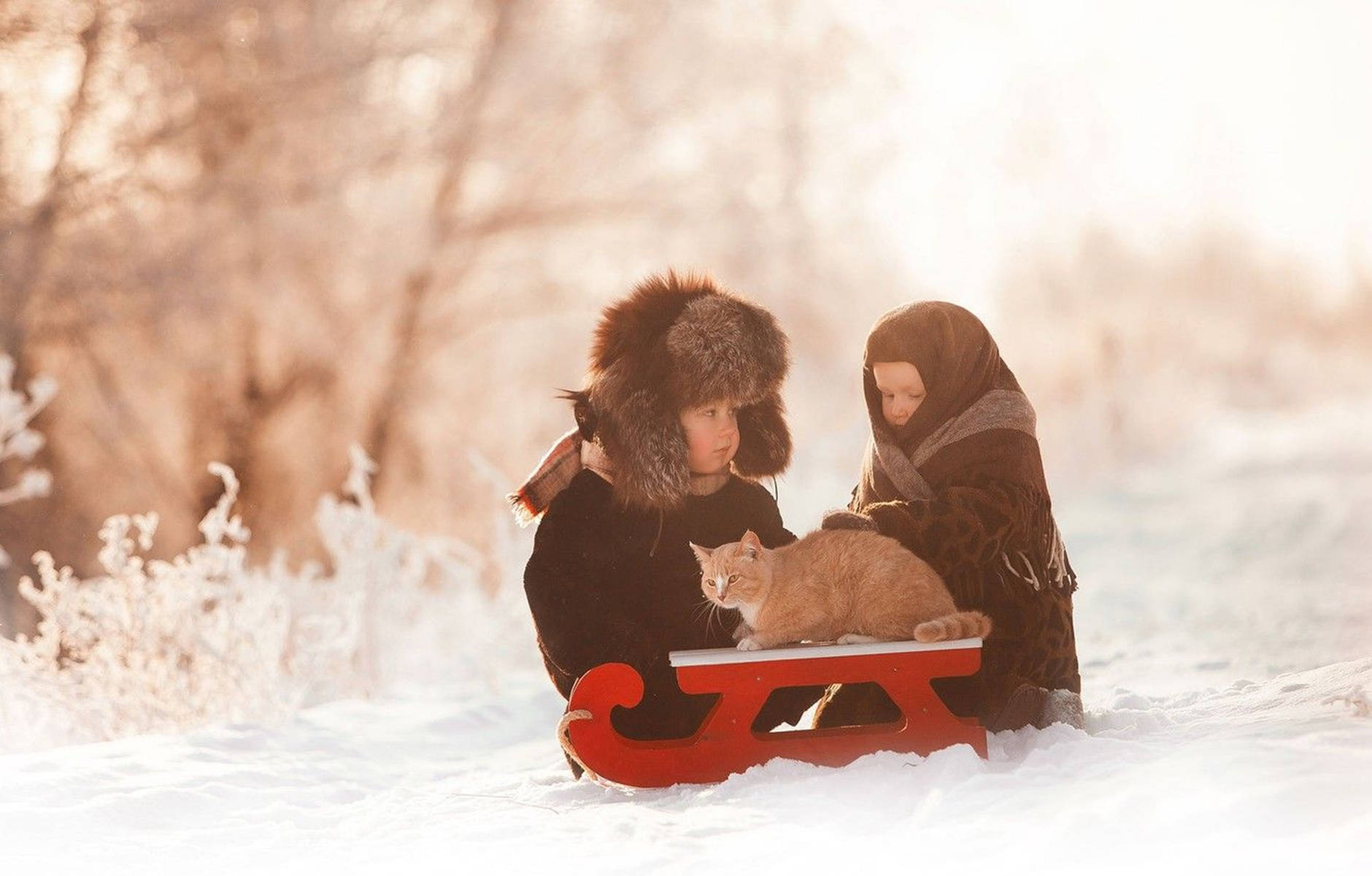 red sled, ginger cat, snowy forest, HD Desktop Wallpaper