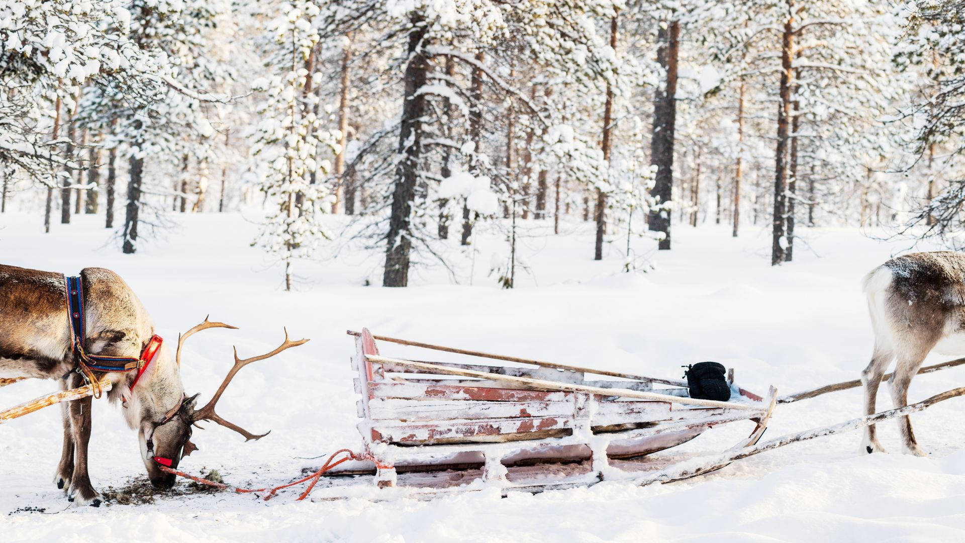 reindeers, snowy forest, weathered sled, Full HD Desktop Wallpaper
