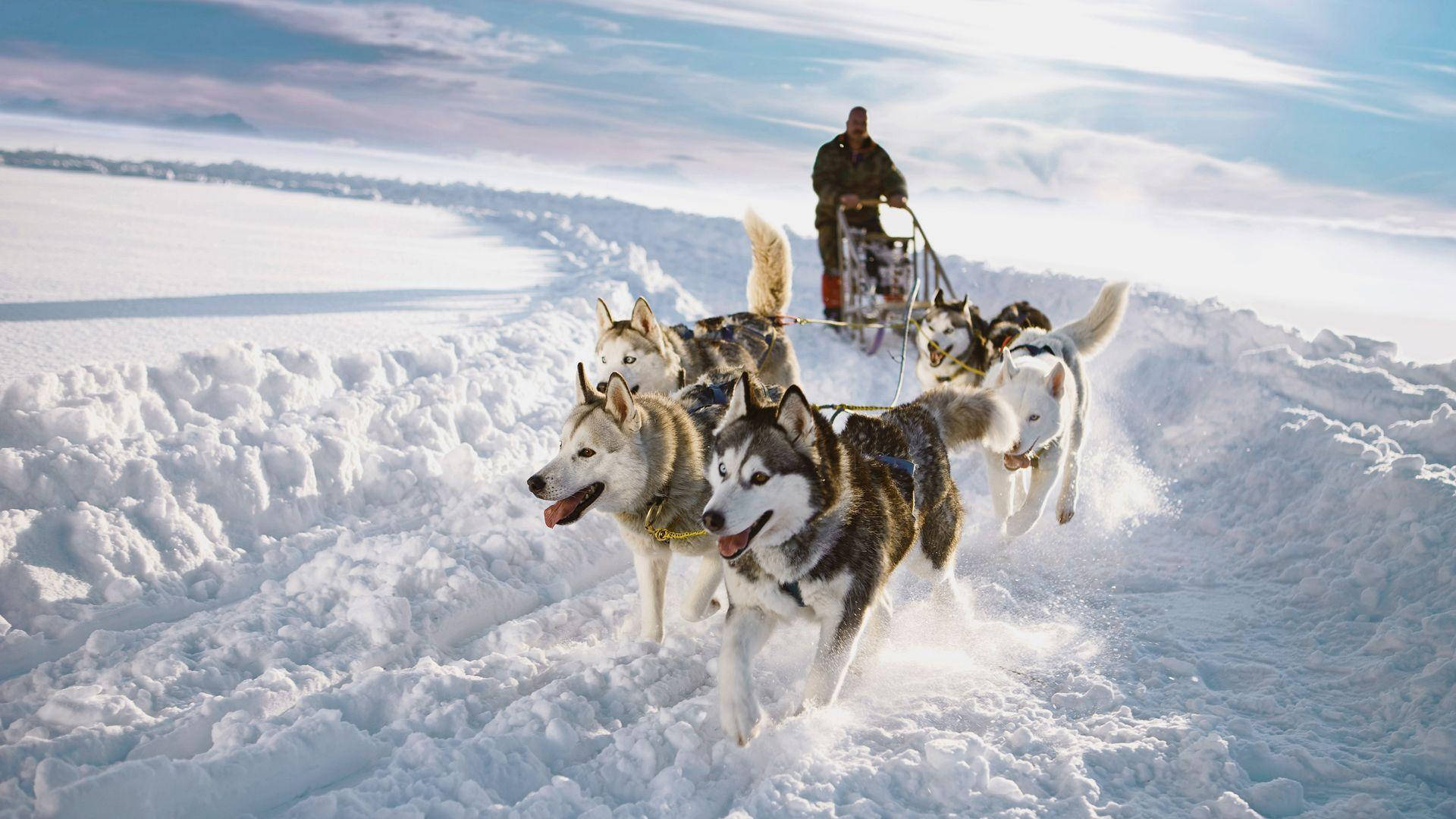 huskies, sled, deep snow, Full HD Desktop Wallpaper