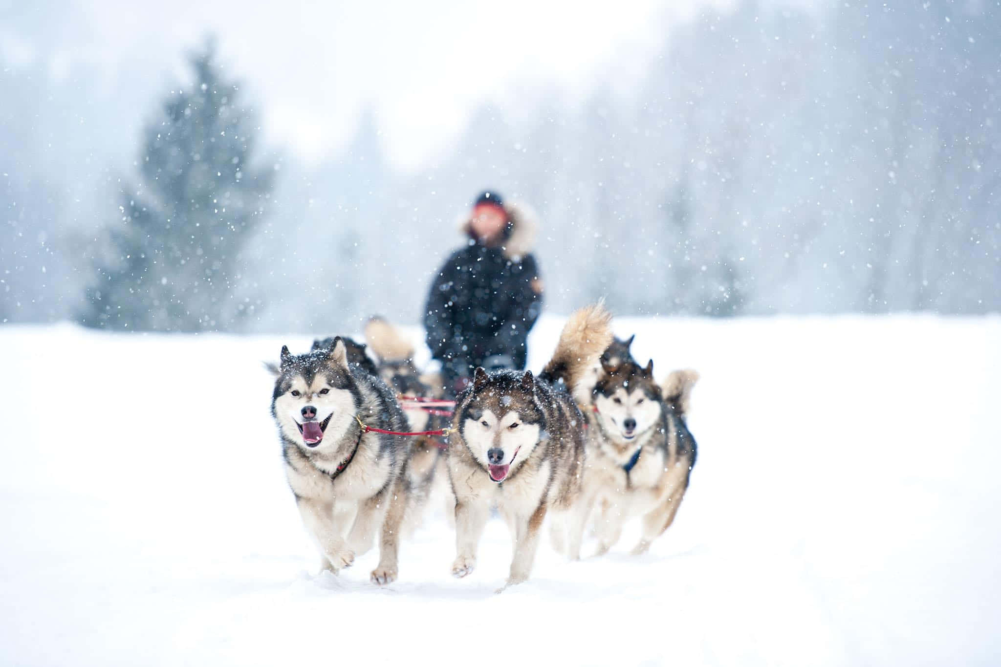 sled dog journey, huskies, sled, Full HD Desktop Wallpaper