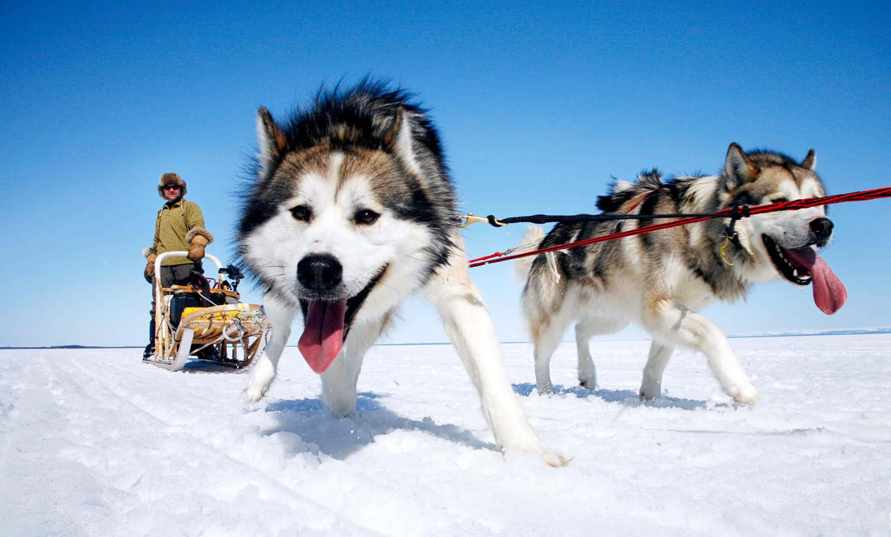 sled dogs, sled, snowy plain, HD Desktop Wallpaper