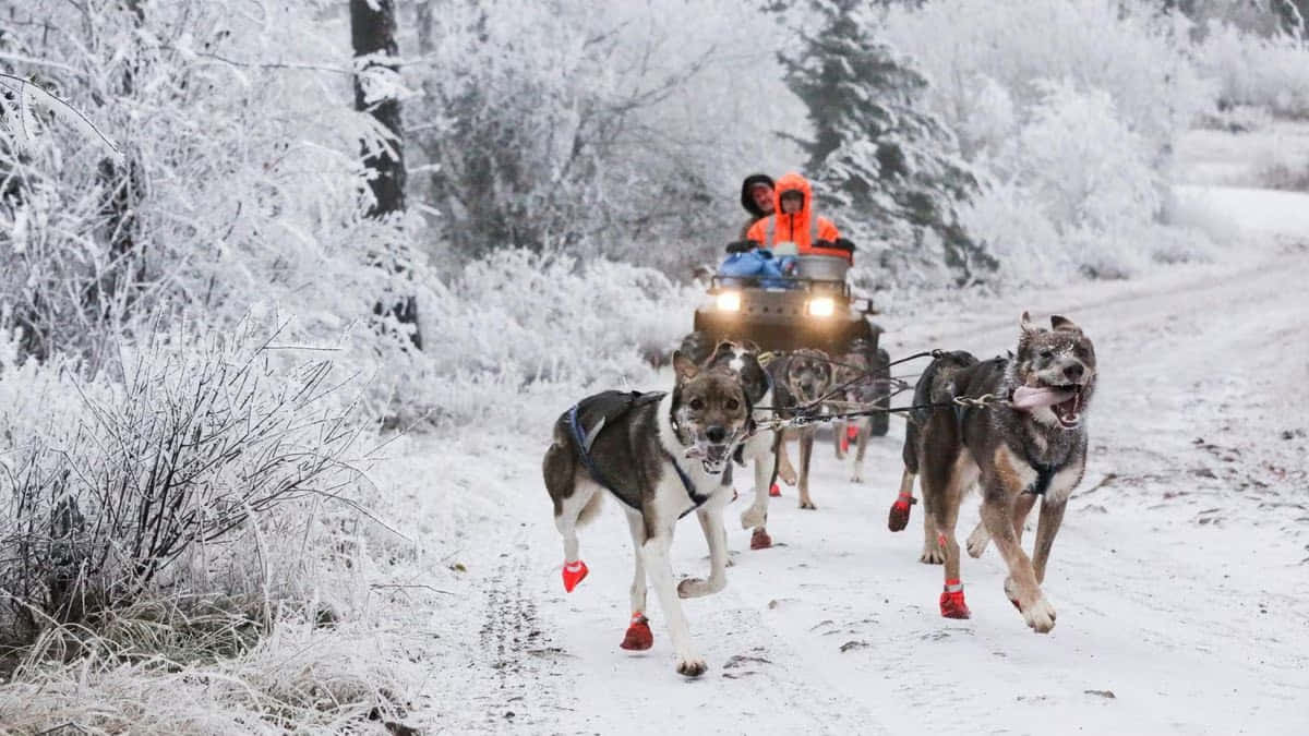 sled dogs, red booties, frosty winter forest, SD Desktop Wallpaper