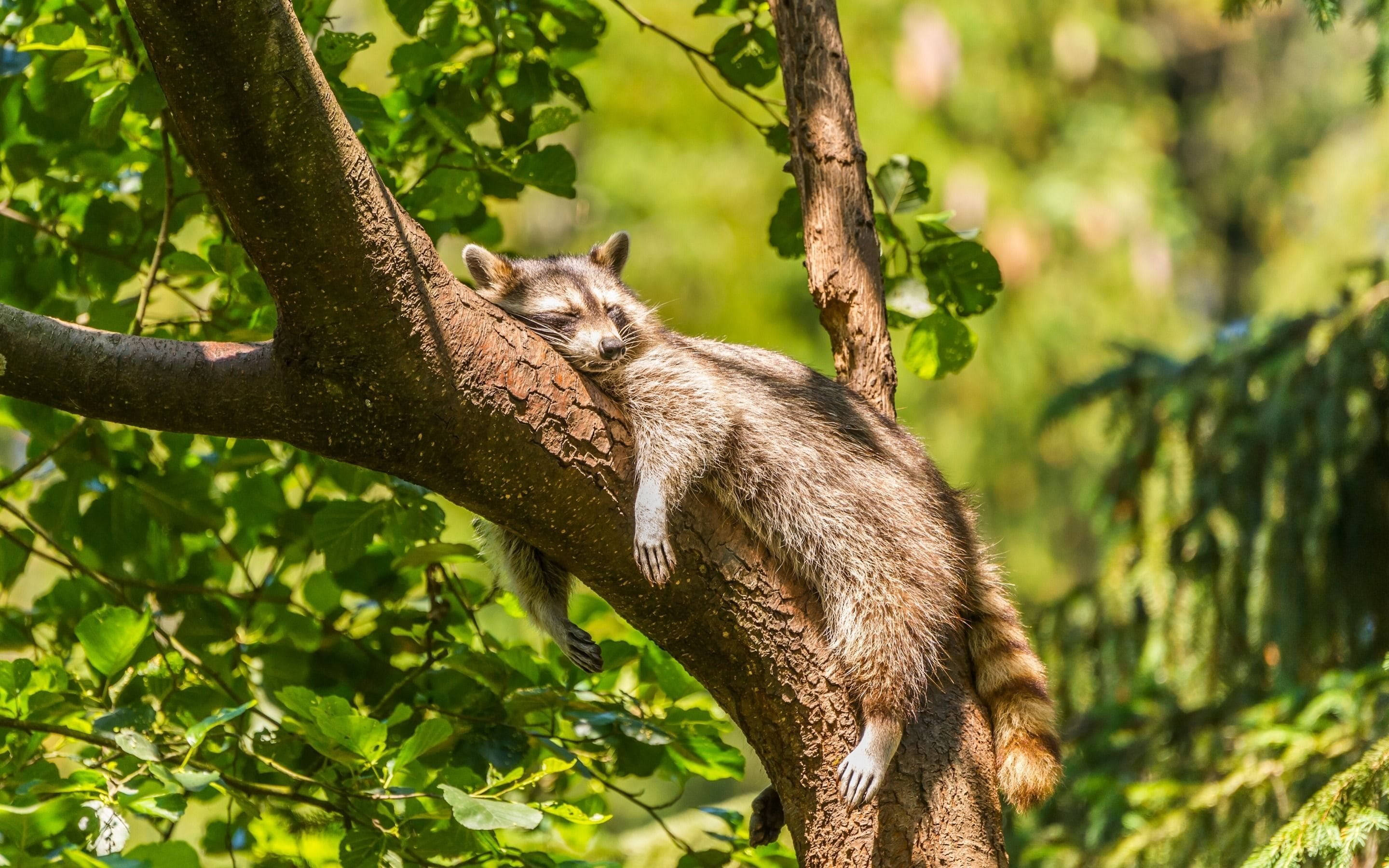 sleeping baby raccoon, sunlit tree branch, lush green leaves, 2K Desktop Wallpaper