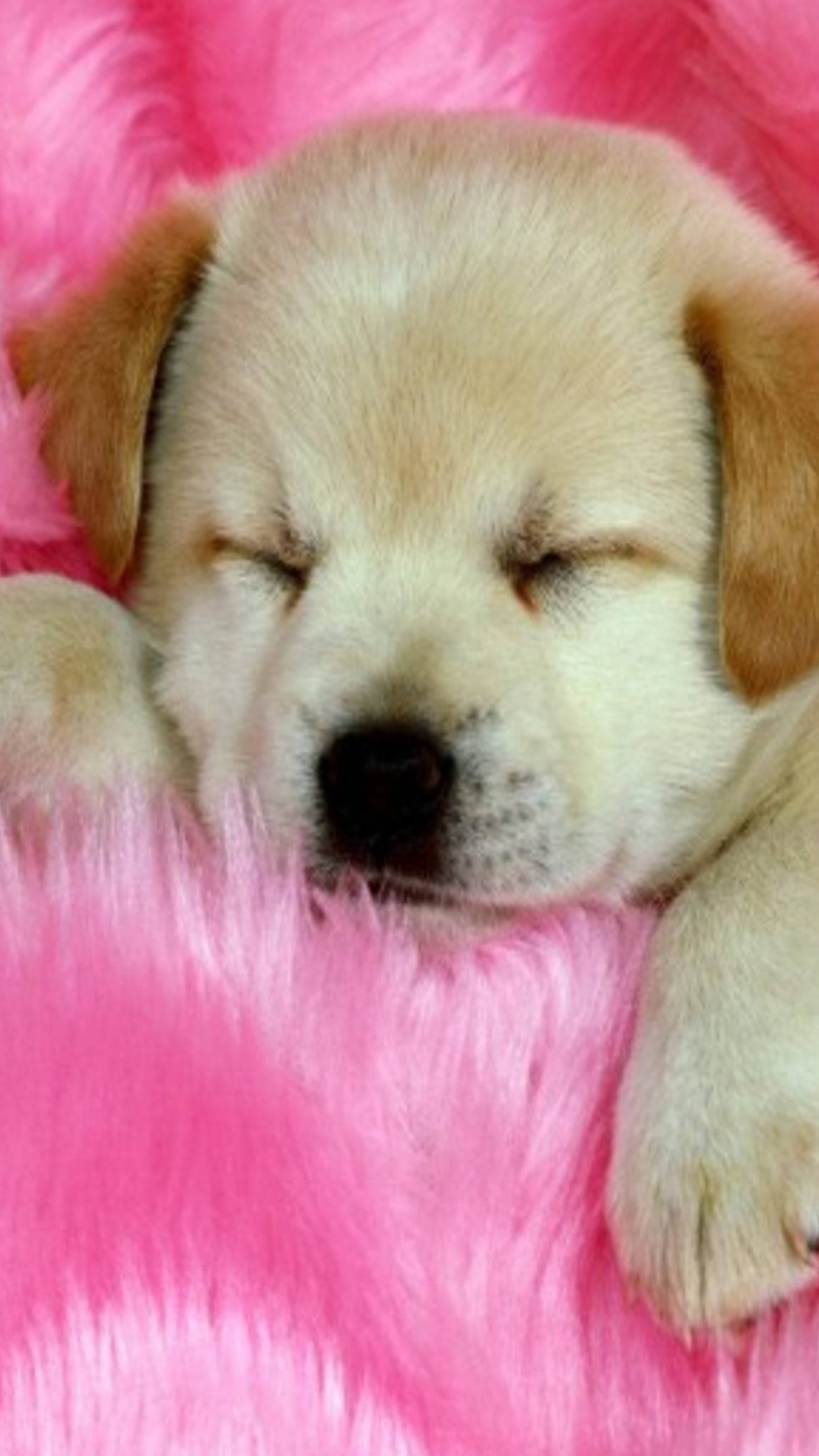 yellow lab puppy, fluffy pink blanket, closed eyes, Full HD Phone Wallpaper