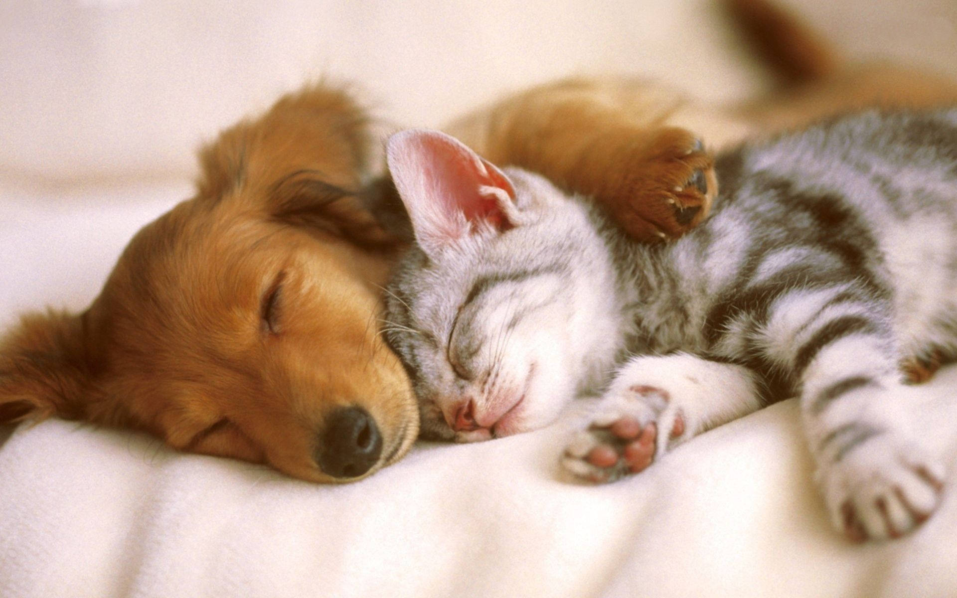 Sleeping Dog, golden puppy, gray tabby kitten, Full HD Desktop Wallpaper