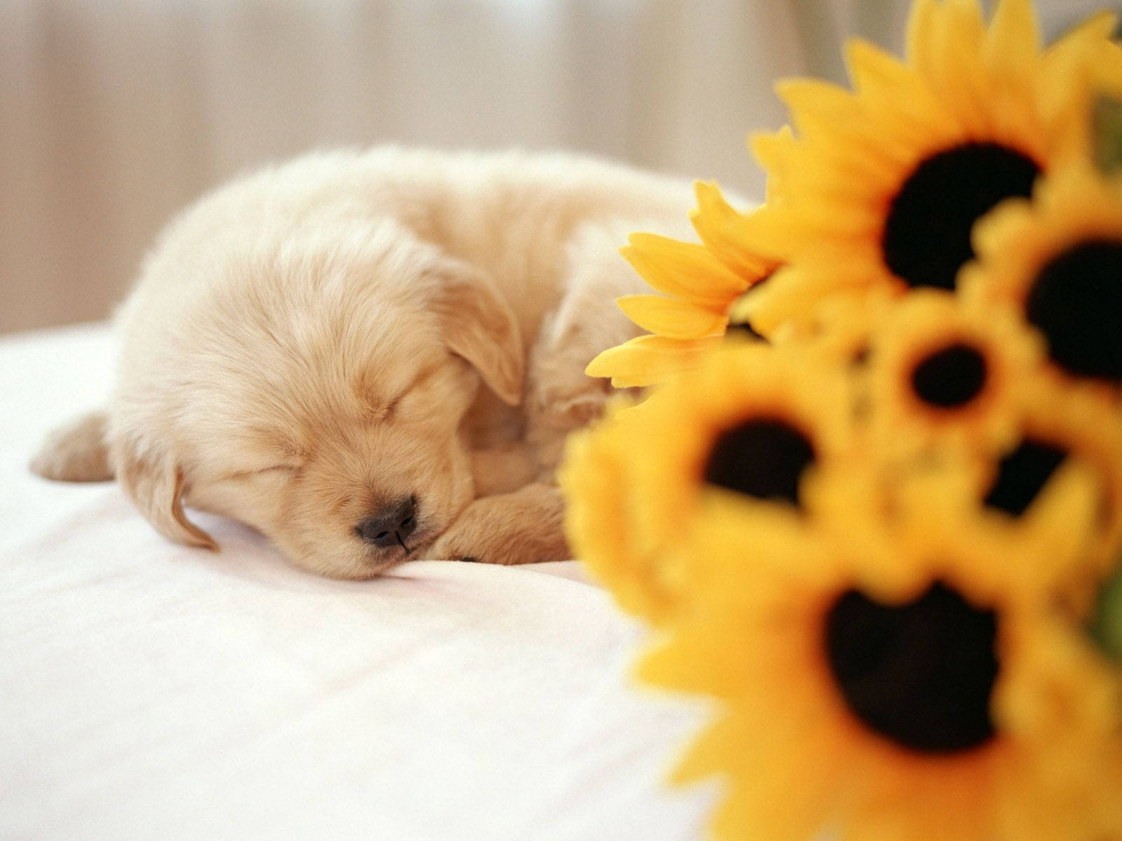 Sleeping Dog, sunflowers, vibrant yellow, HD Desktop Wallpaper