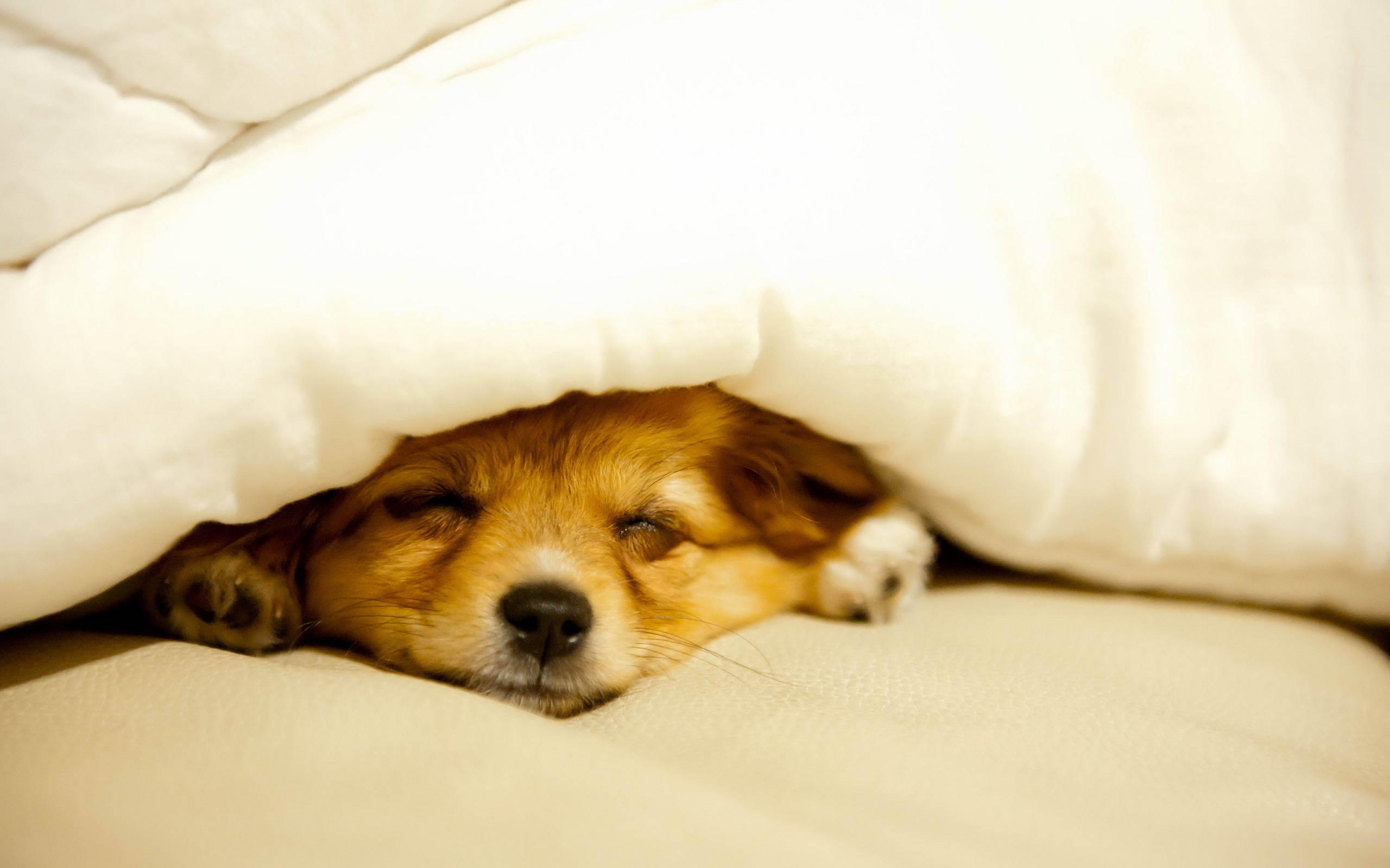 Sleeping Dog, brown dog, soft white blanket, 2K Desktop Wallpaper