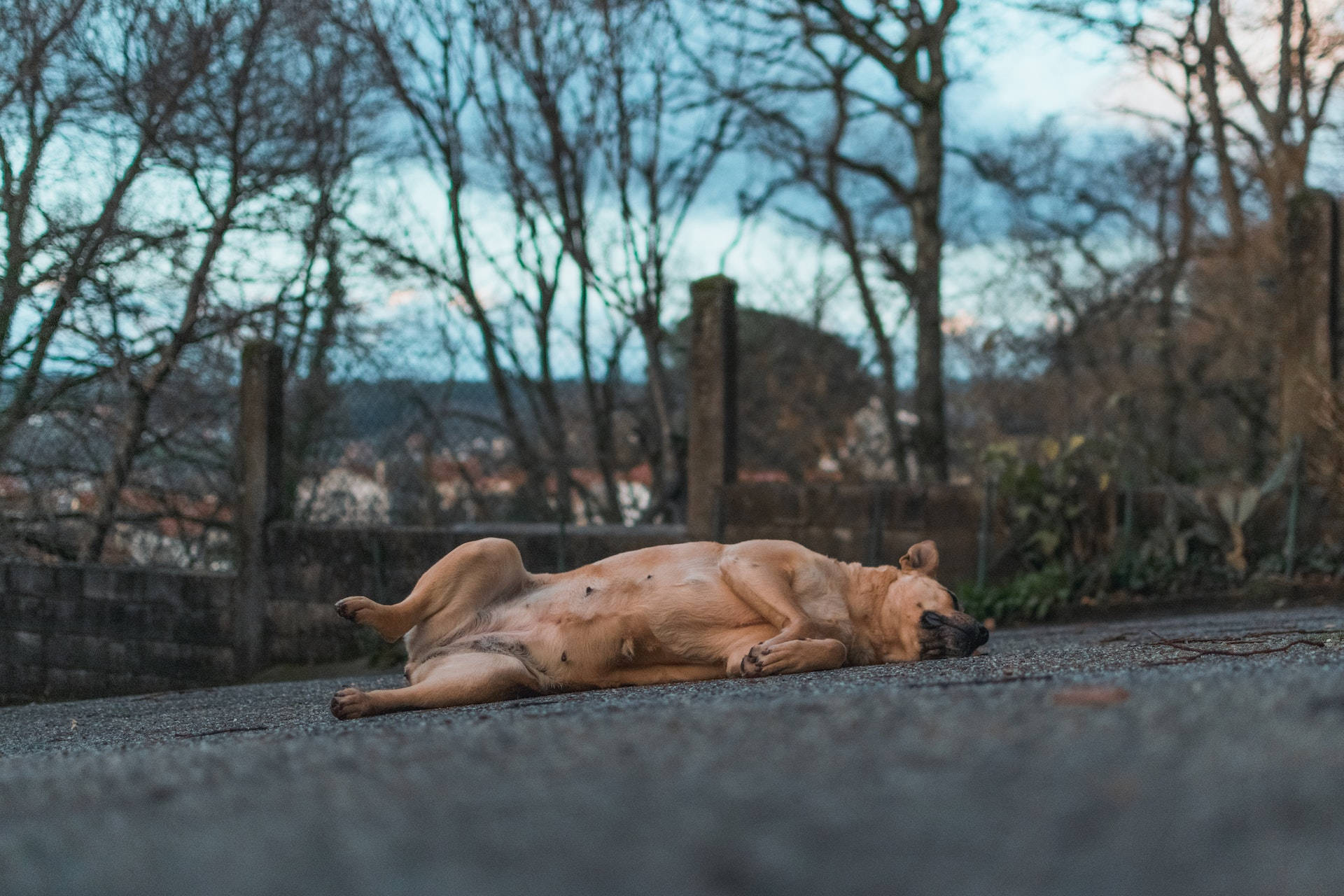 Sleeping Dog, paved path, bare trees, Full HD Desktop Wallpaper