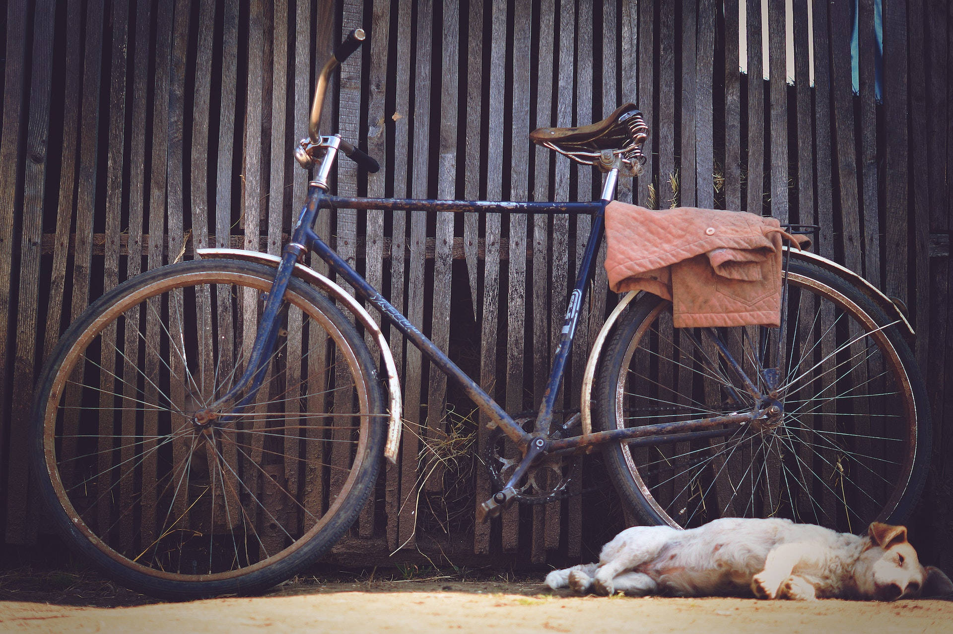 Sleeping Dog, bicycle, rusty blue, Full HD Desktop Wallpaper