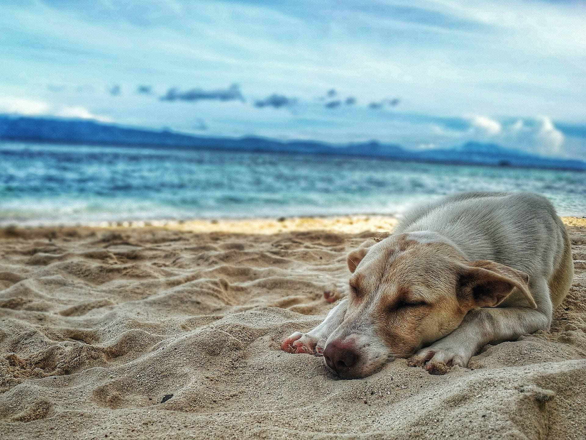 Sleeping Dog, beach, textured sand, Full HD Desktop Wallpaper