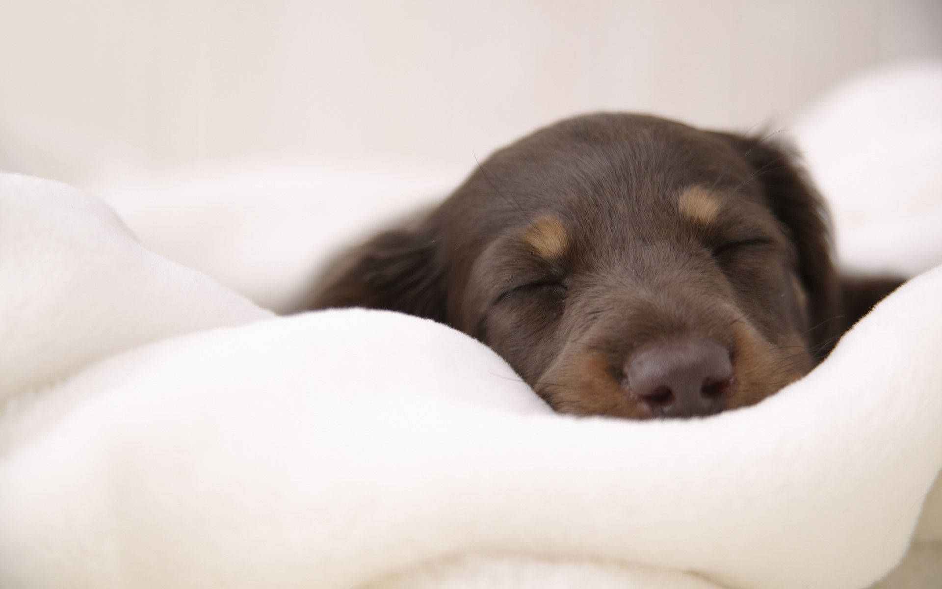 Sleeping Dog, white blanket, brown puppy, Full HD Desktop Wallpaper