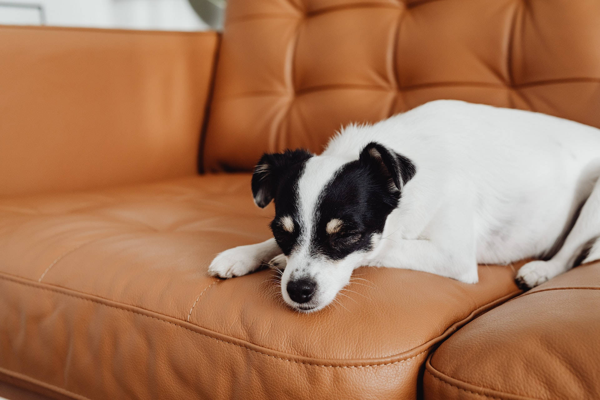 white-black dog, tan leather couch, tufted back cushions, Full HD Desktop Wallpaper