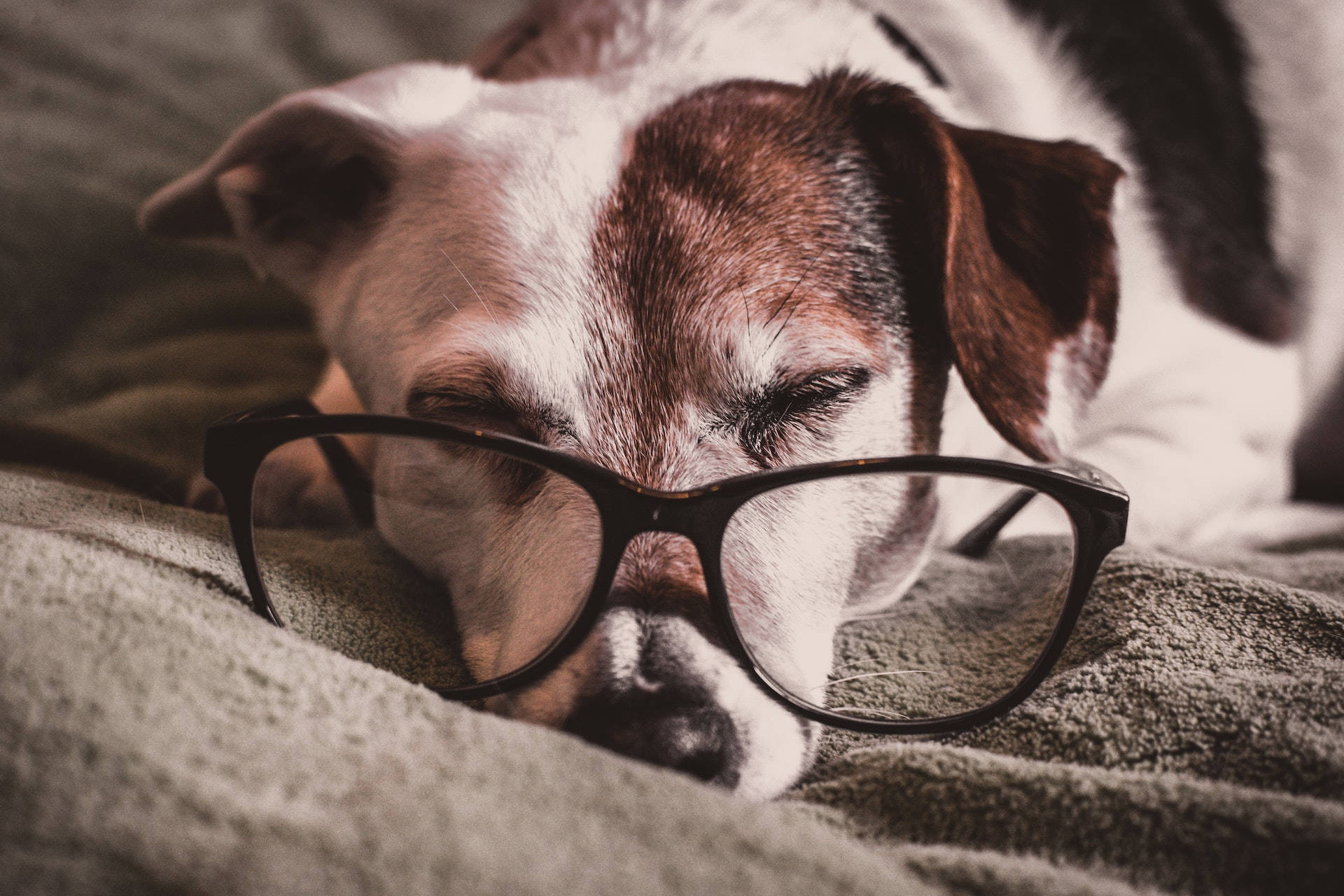 Sleeping Dog, brown and white fur, oversized black glasses, Full HD Desktop Wallpaper