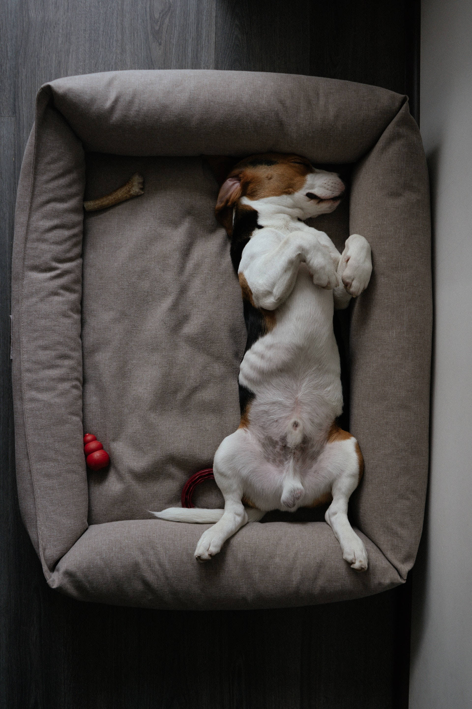 beagle, gray dog bed, toys, 2K Phone Wallpaper
