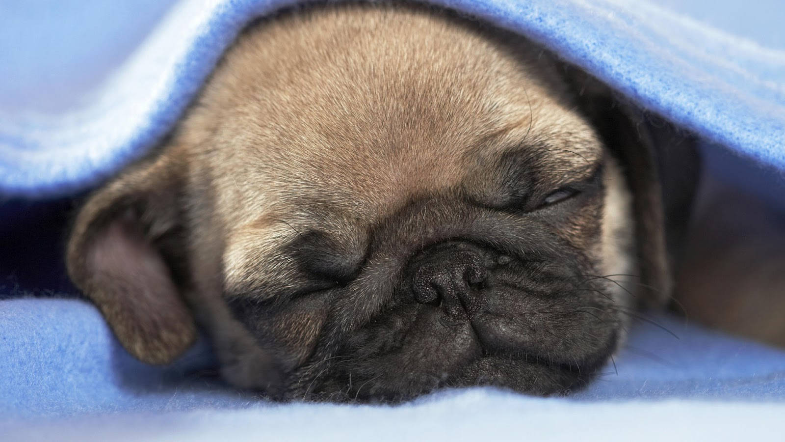 sleeping pug dog, pug puppy, closed eyes, HD Desktop Wallpaper