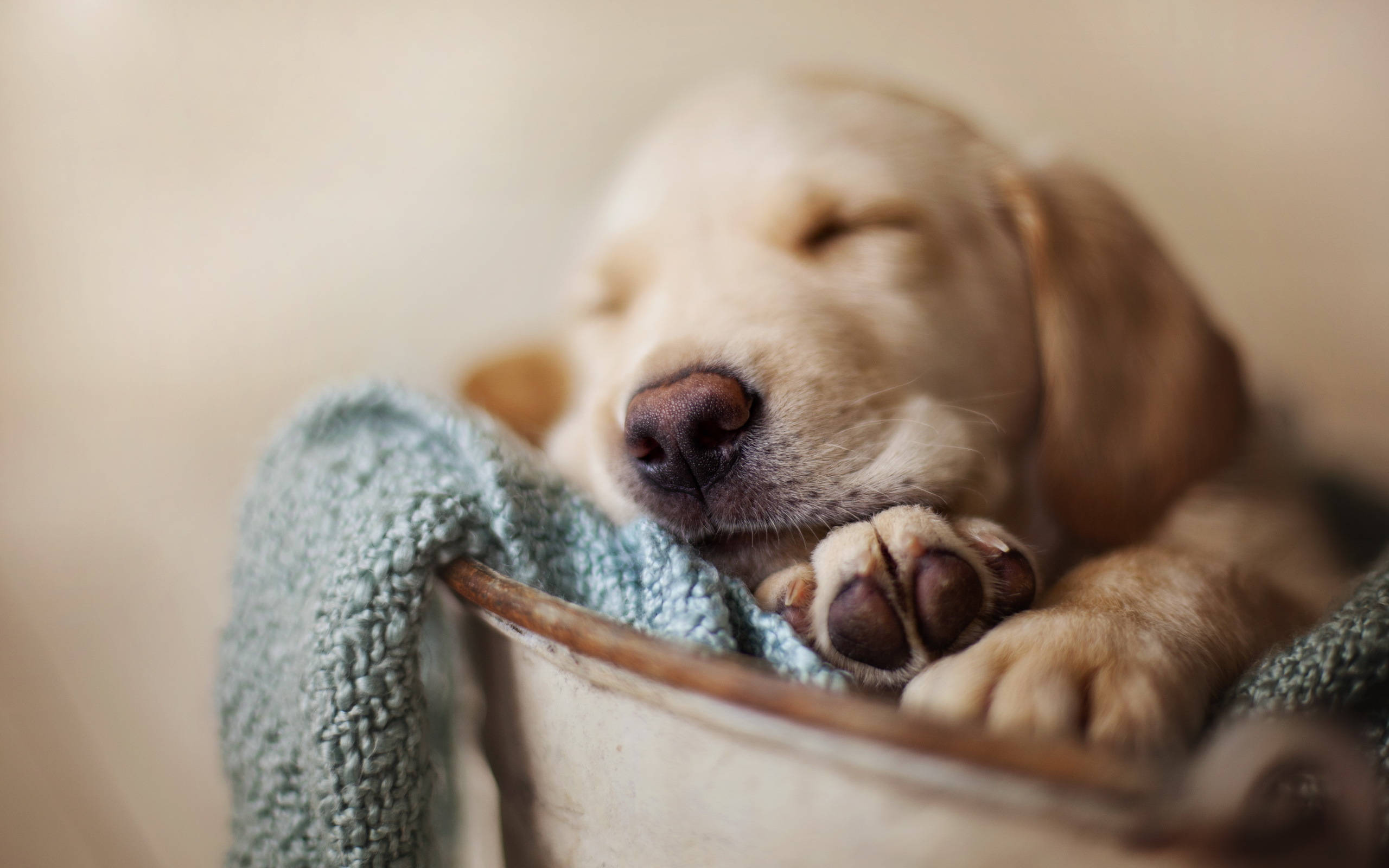 Sleeping Dog, golden retriever puppy, teal blanket, 2K Desktop Wallpaper