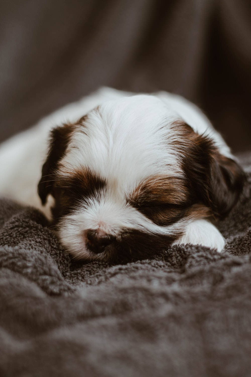 Sleeping Dog, grey blanket, brown and white puppy, HD Phone Wallpaper