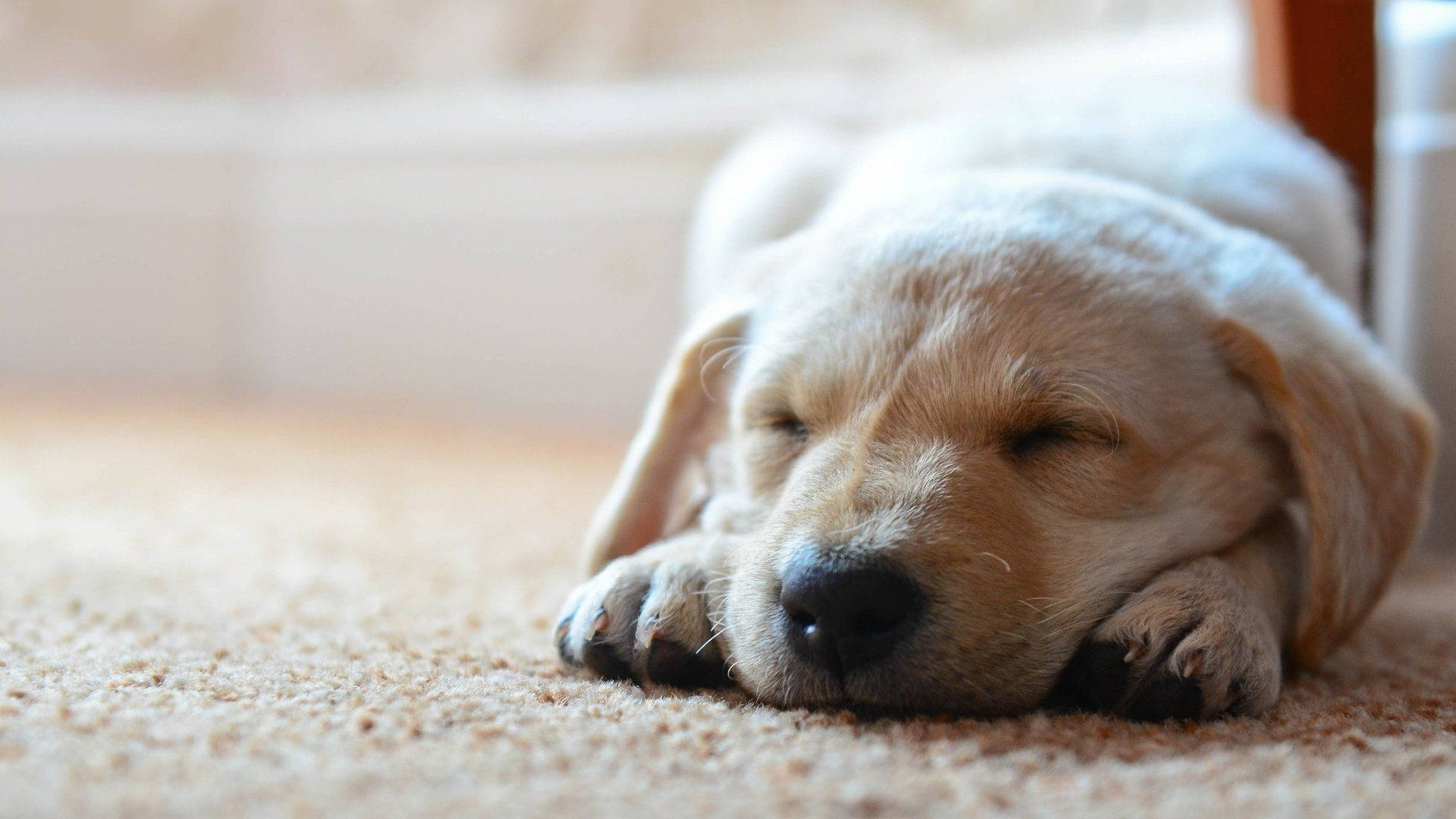 golden retriever puppy, beige carpet, soft focus background, Full HD Desktop Wallpaper