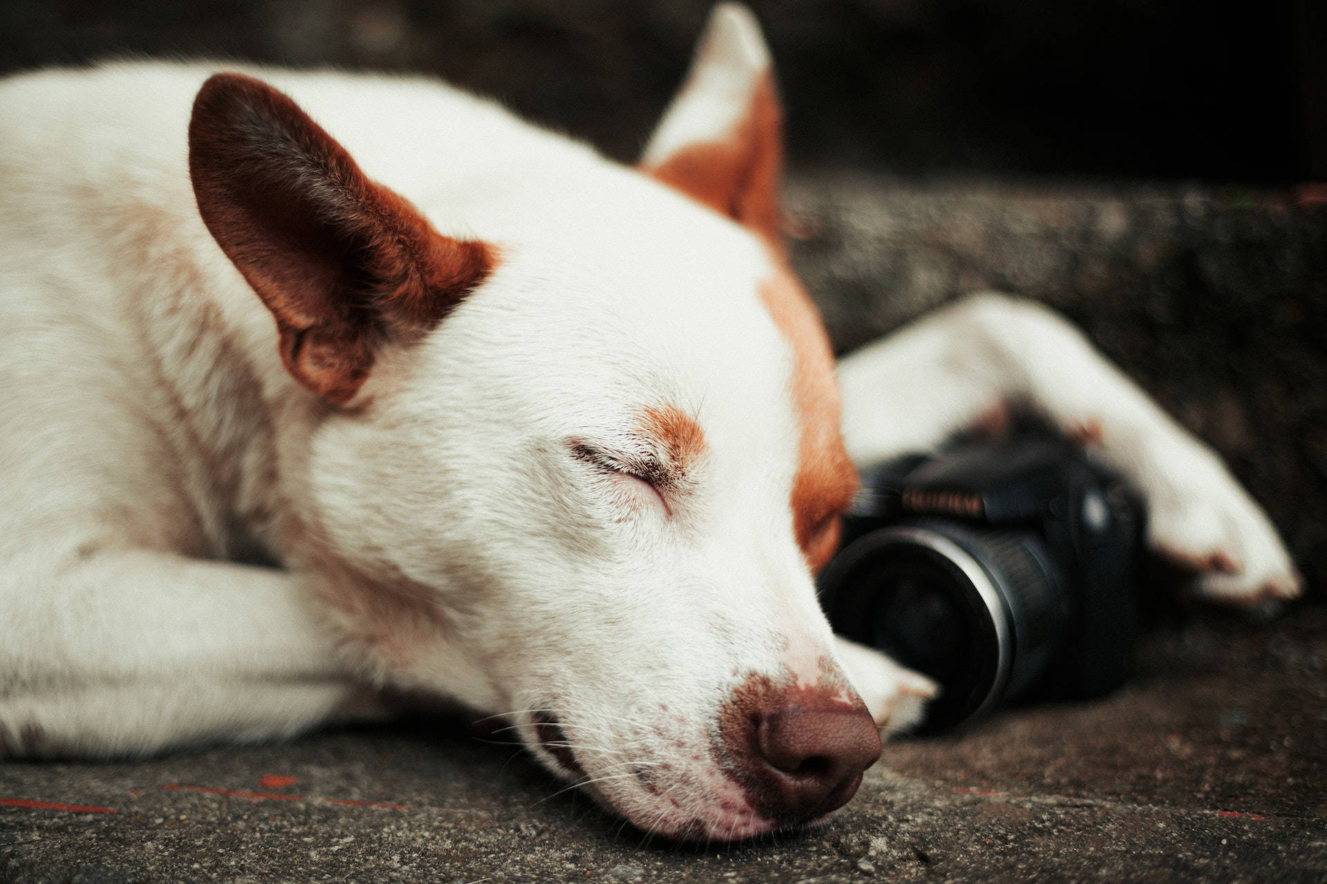 Sleeping Dog, black camera, textured stone surface, Full HD Desktop Wallpaper