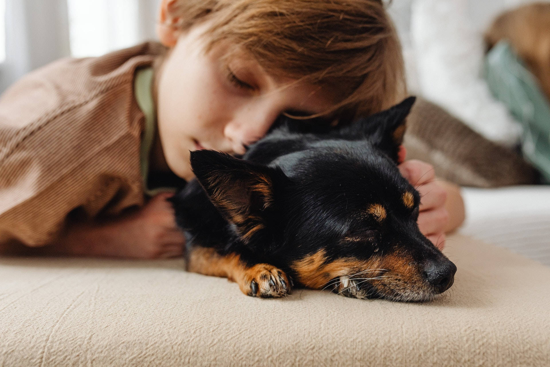 Sleeping Dog, baby, black and tan dog, Full HD Desktop Wallpaper