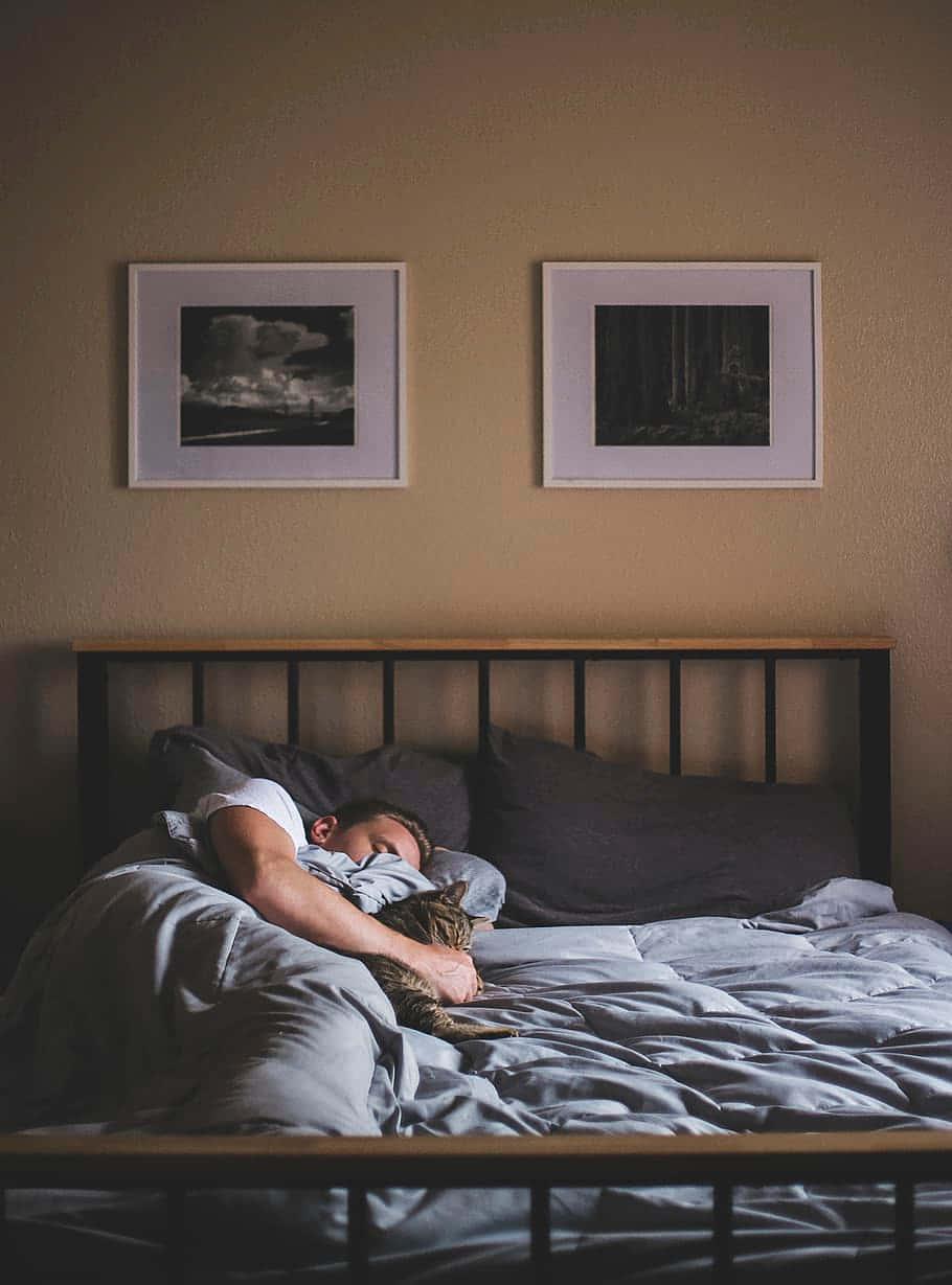 wide bed, cat, soft gray blankets, SD Phone Wallpaper