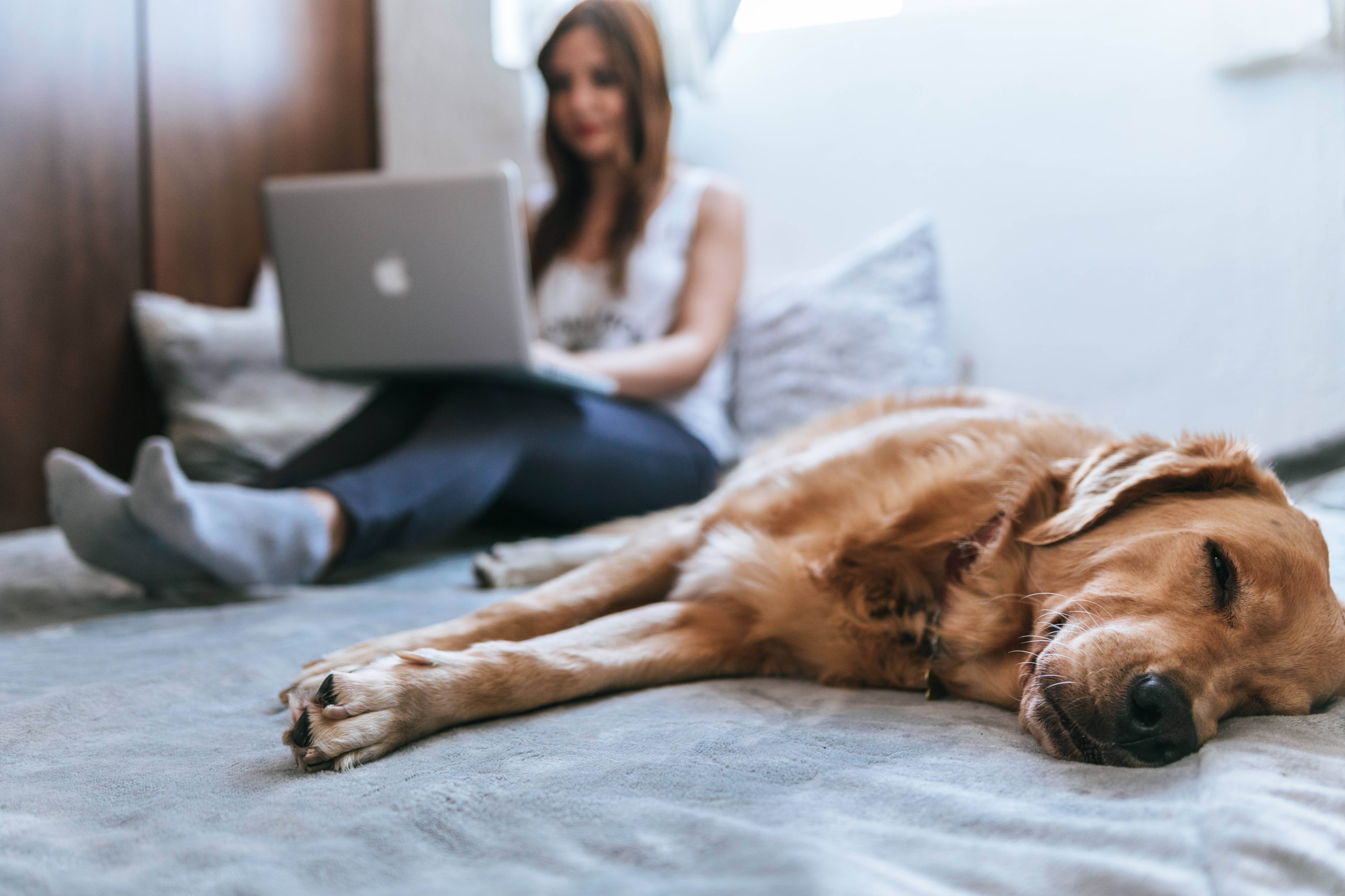 golden retriever, gray bed, woman, 5K Desktop Wallpaper