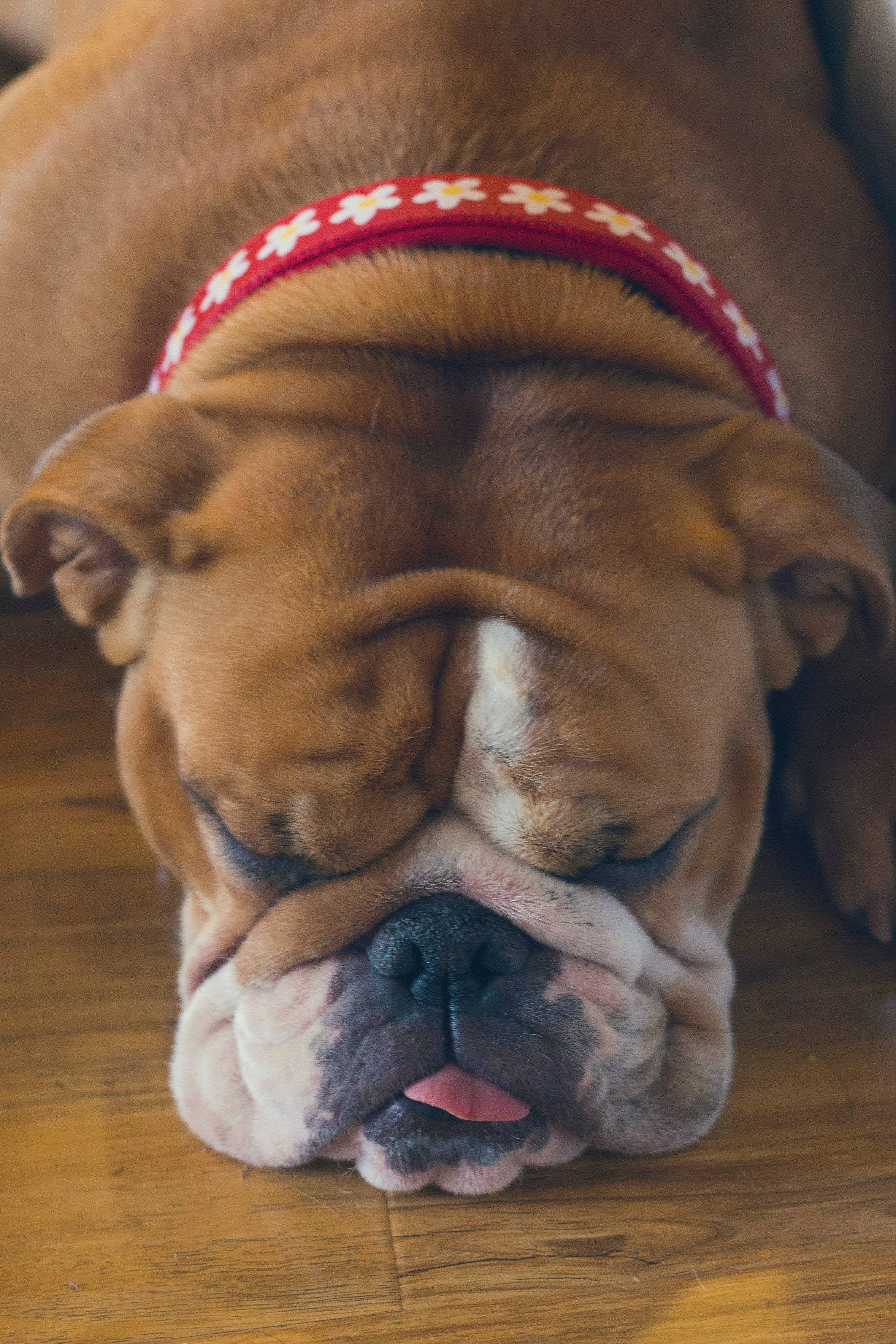 brown sleeping English Bulldog, red floral collar, wooden floor, 2K Phone Wallpaper