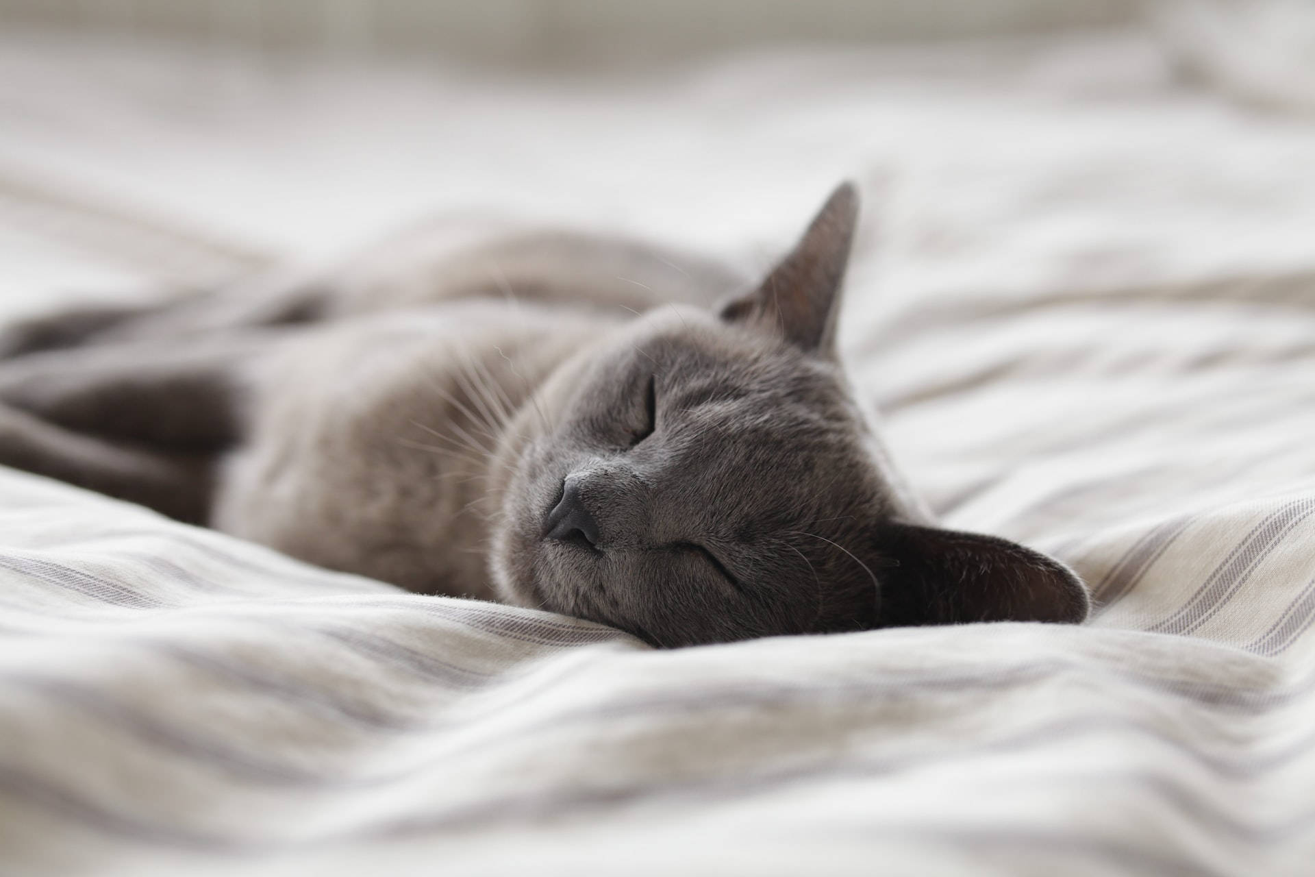 Russian Blue cat, soft striped bedding, shallow depth of field, Full HD Desktop Wallpaper