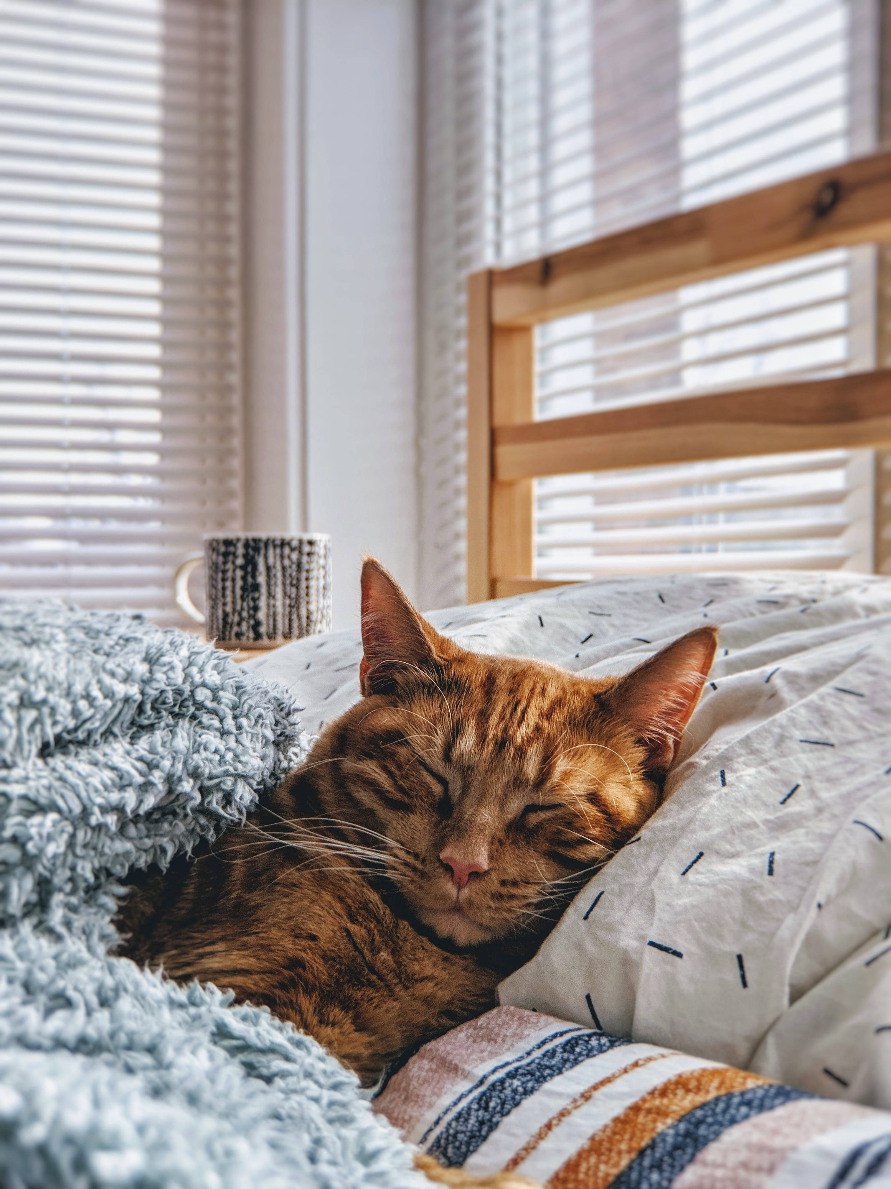 ginger cat, cozy bed, patterned blankets, 4K Phone Wallpaper