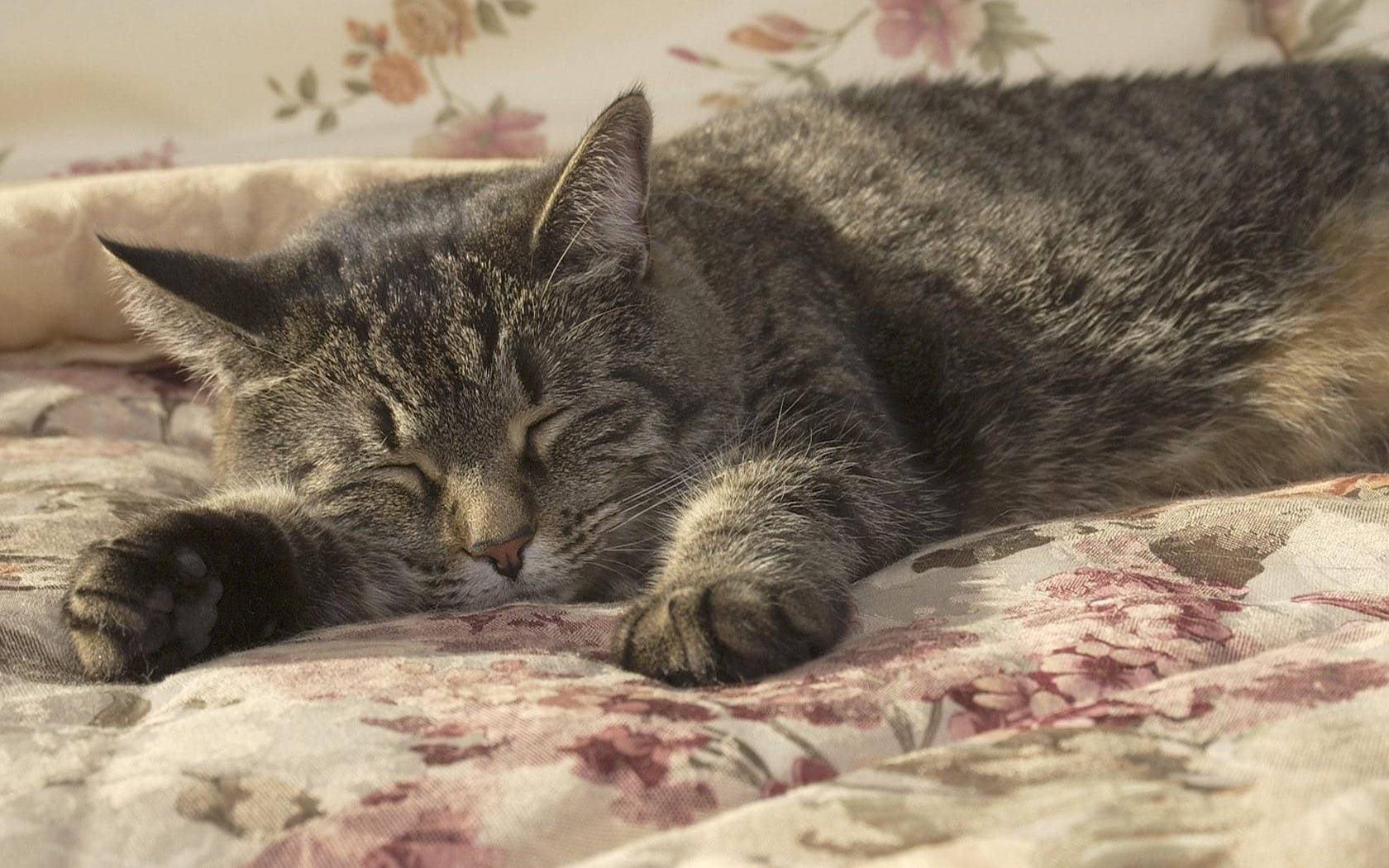 sleeping grey cat, tabby cat, floral patterned bedspread, HD Desktop Wallpaper