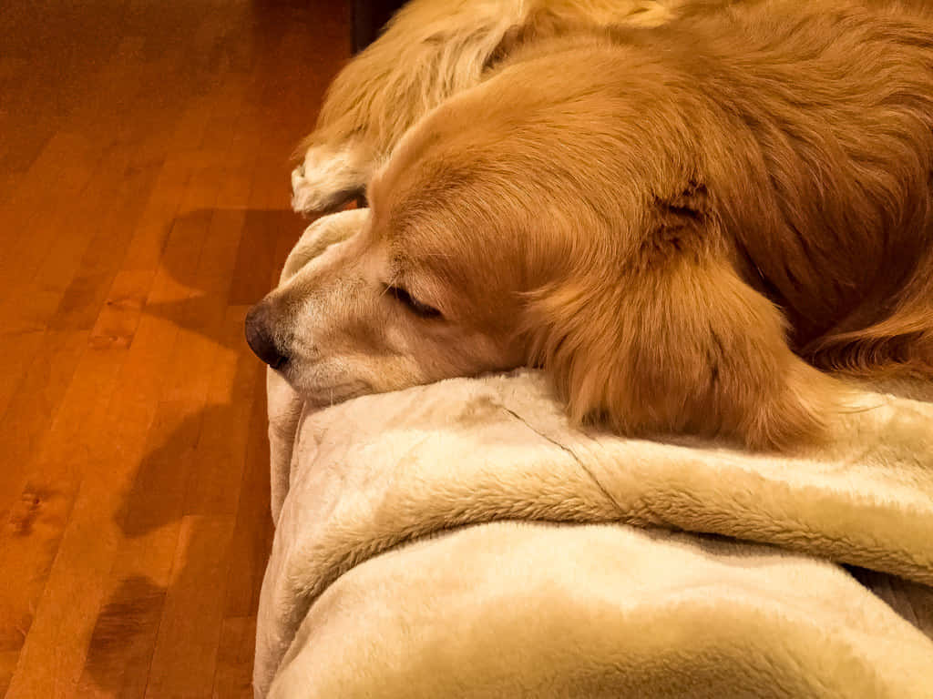 golden retriever, soft blanket, warm wooden flooring, SD Desktop Wallpaper
