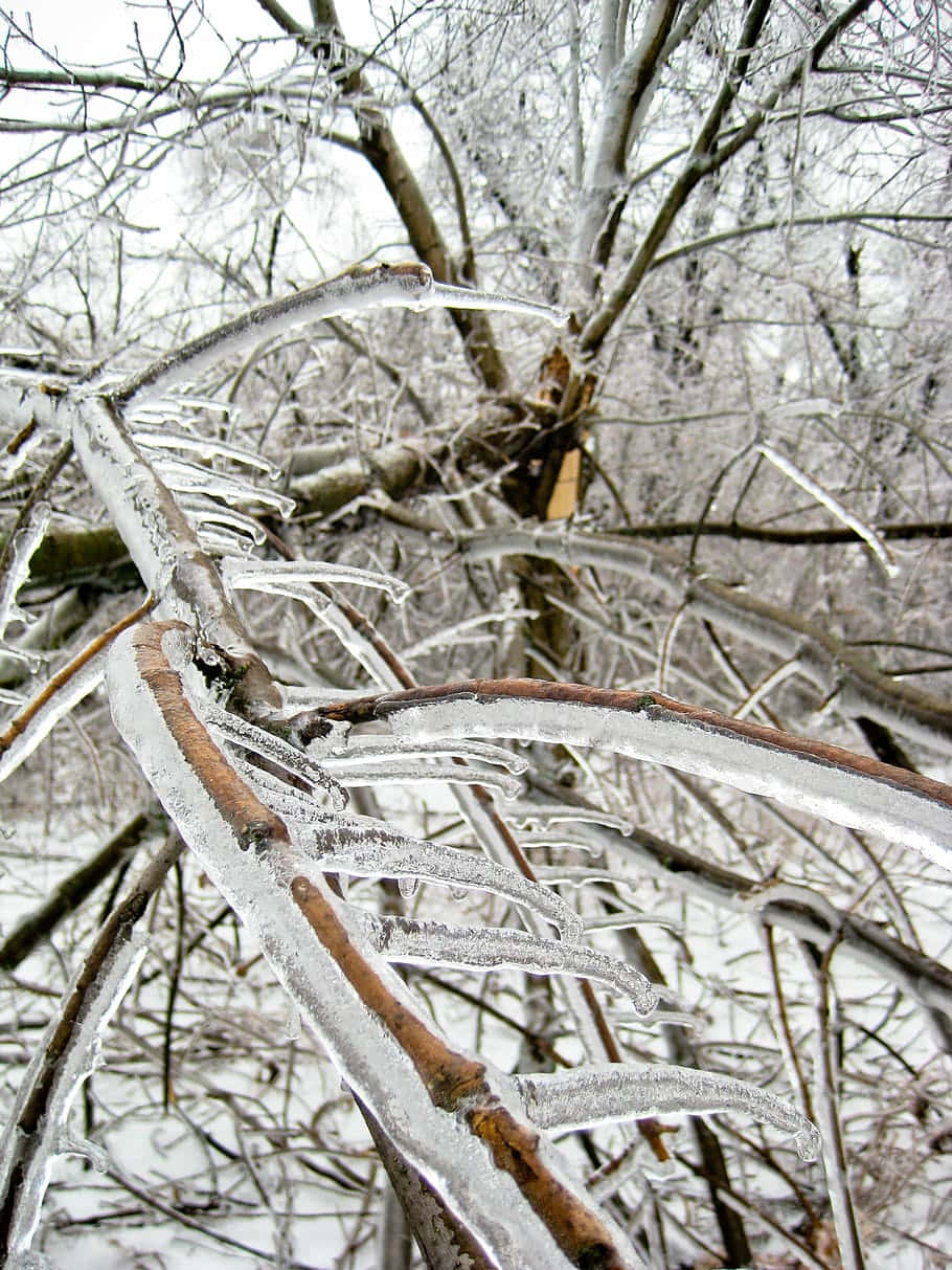 Sleet, crystalized tree branches, frozen tree branches, SD Phone Wallpaper