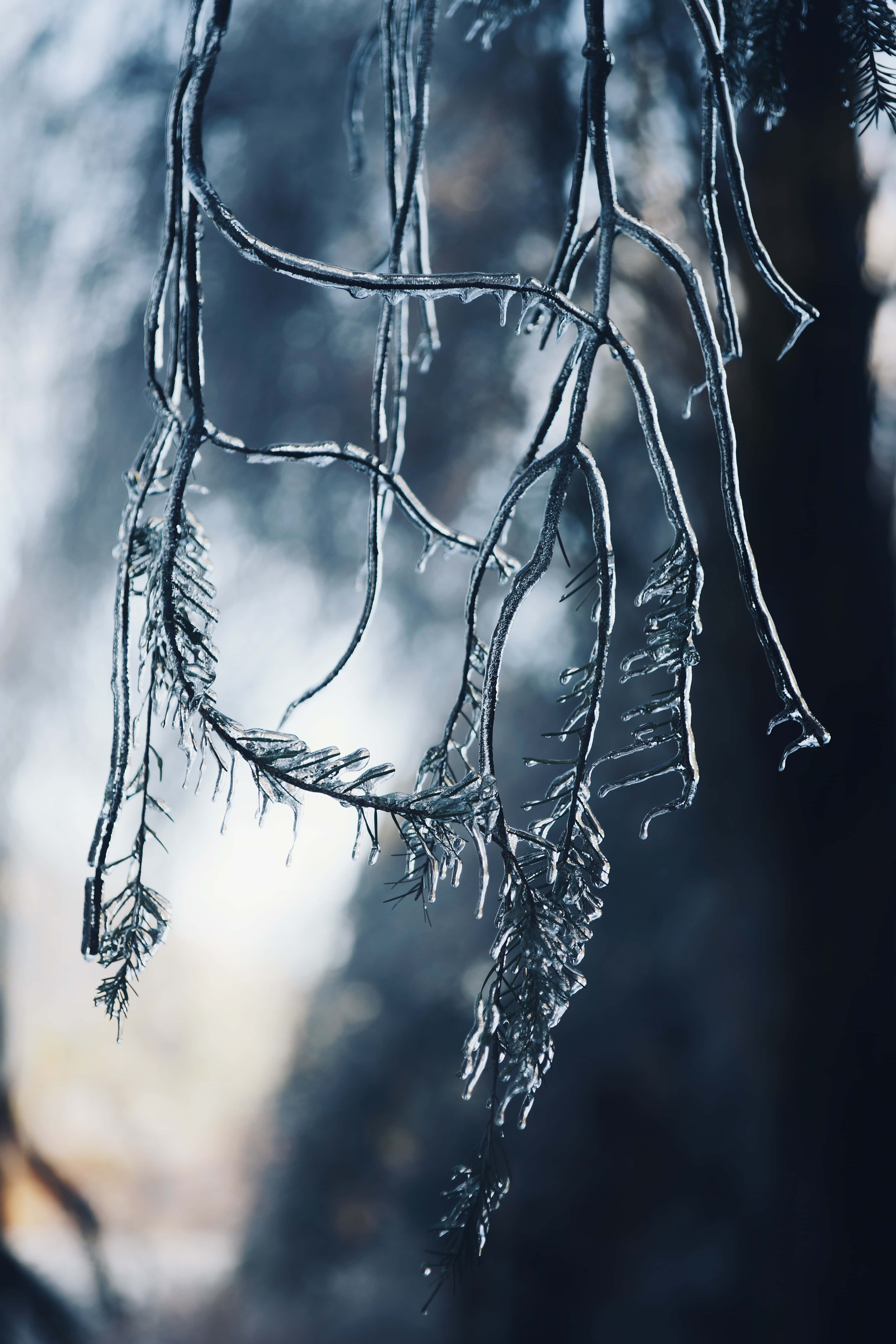 Sleet, frozen branches, tree, 5K Phone Wallpaper