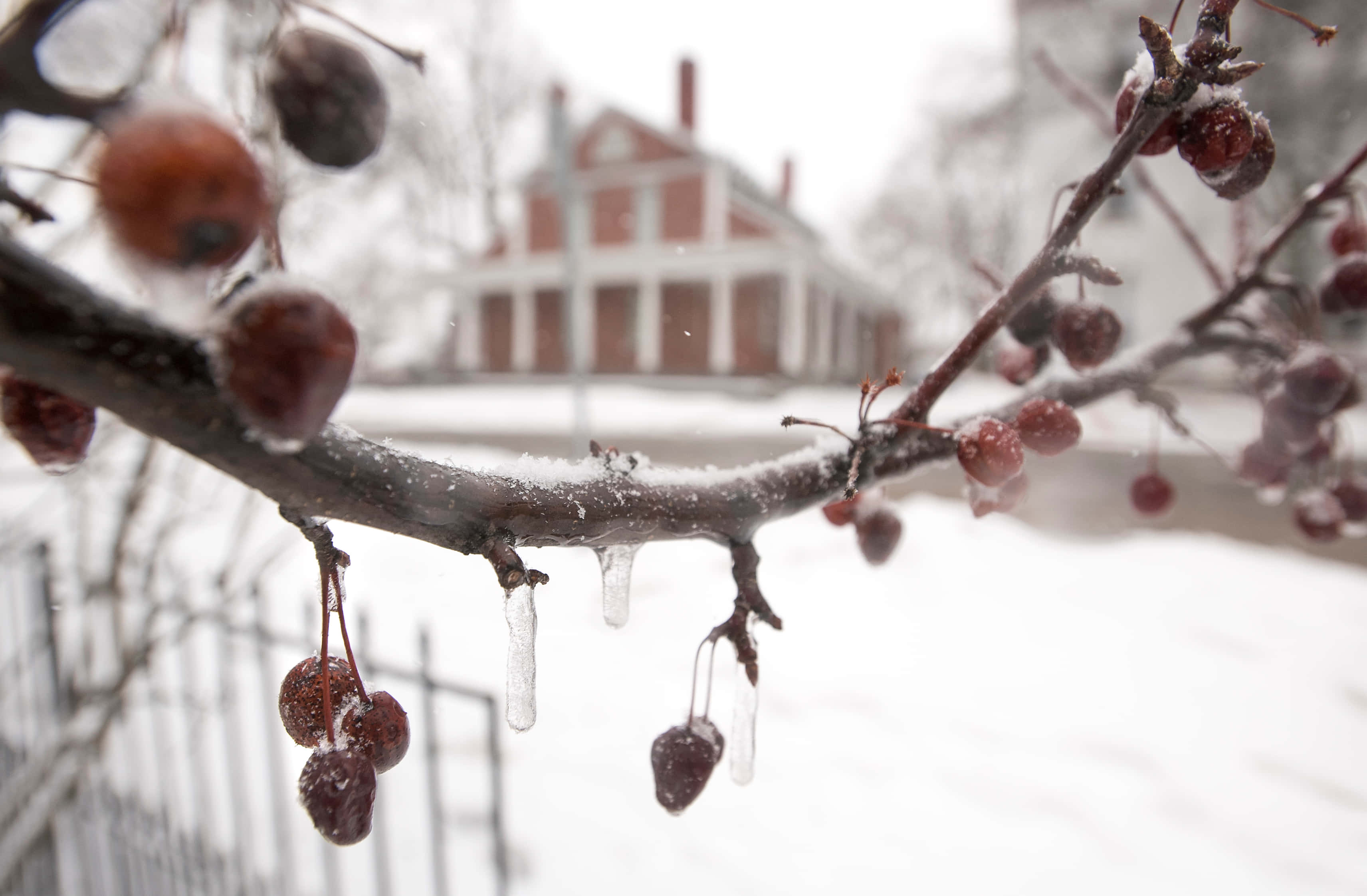 Sleet, freezing cherry fruits, icy branches, 2K Desktop Wallpaper