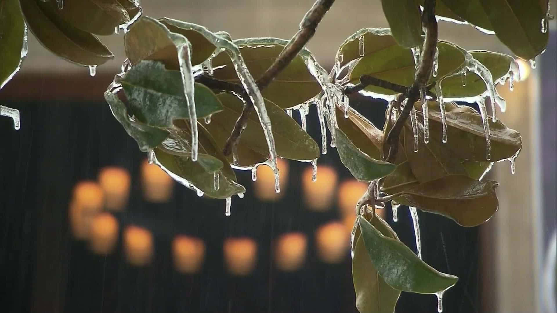 Sleet, frozen leaves, icy icicles, Full HD Desktop Wallpaper