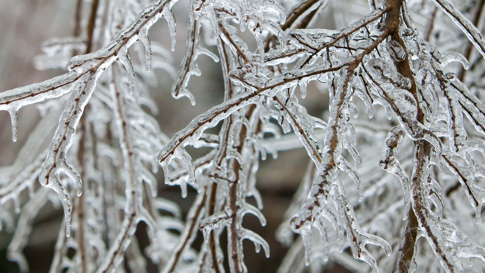 Sleet, frost-covered tree branches, icicles, Full HD Desktop Wallpaper