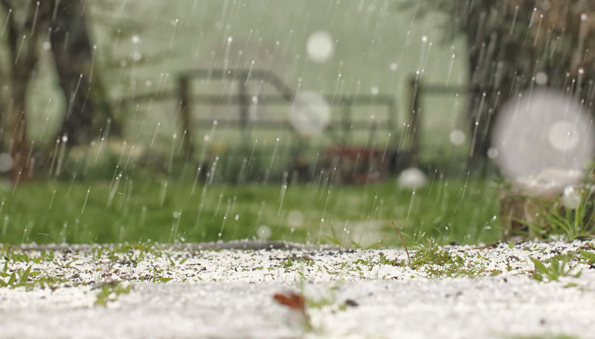 Sleet, snowy grassy path, blurred trees, Full HD Desktop Wallpaper